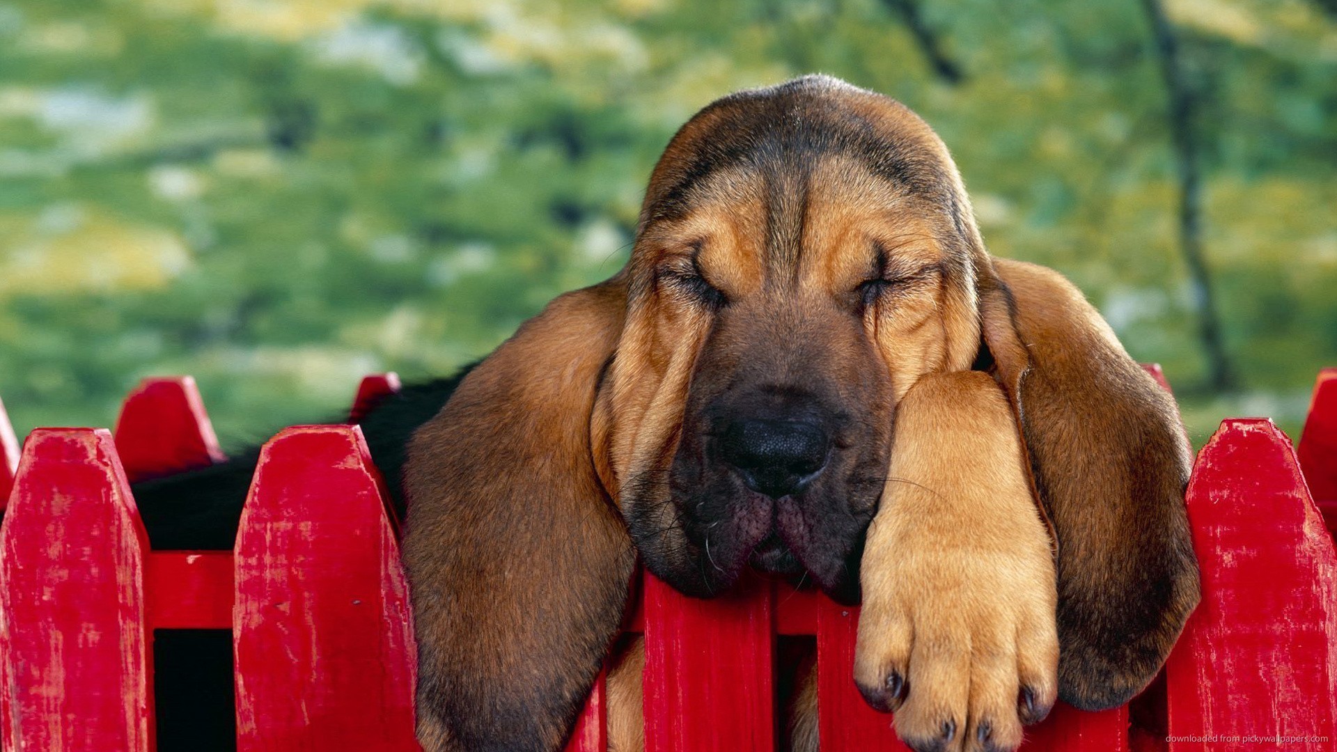 1920x1080 Basset Hound resting on the fence for 