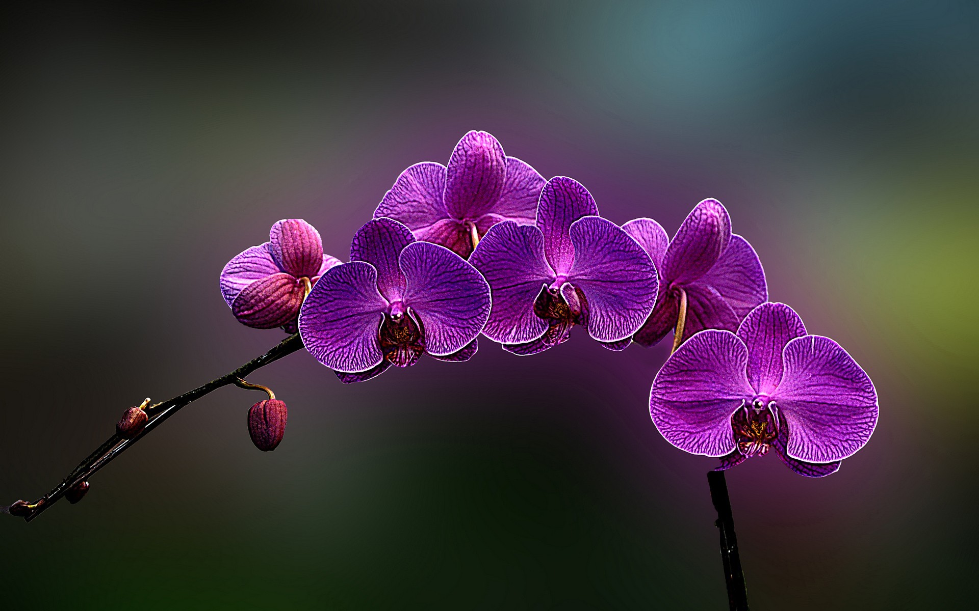 1920x1200 Red orchid wallpaper Flower wallpapers | HD Wallpapers | Pinterest | Orchid  wallpaper and Wallpaper