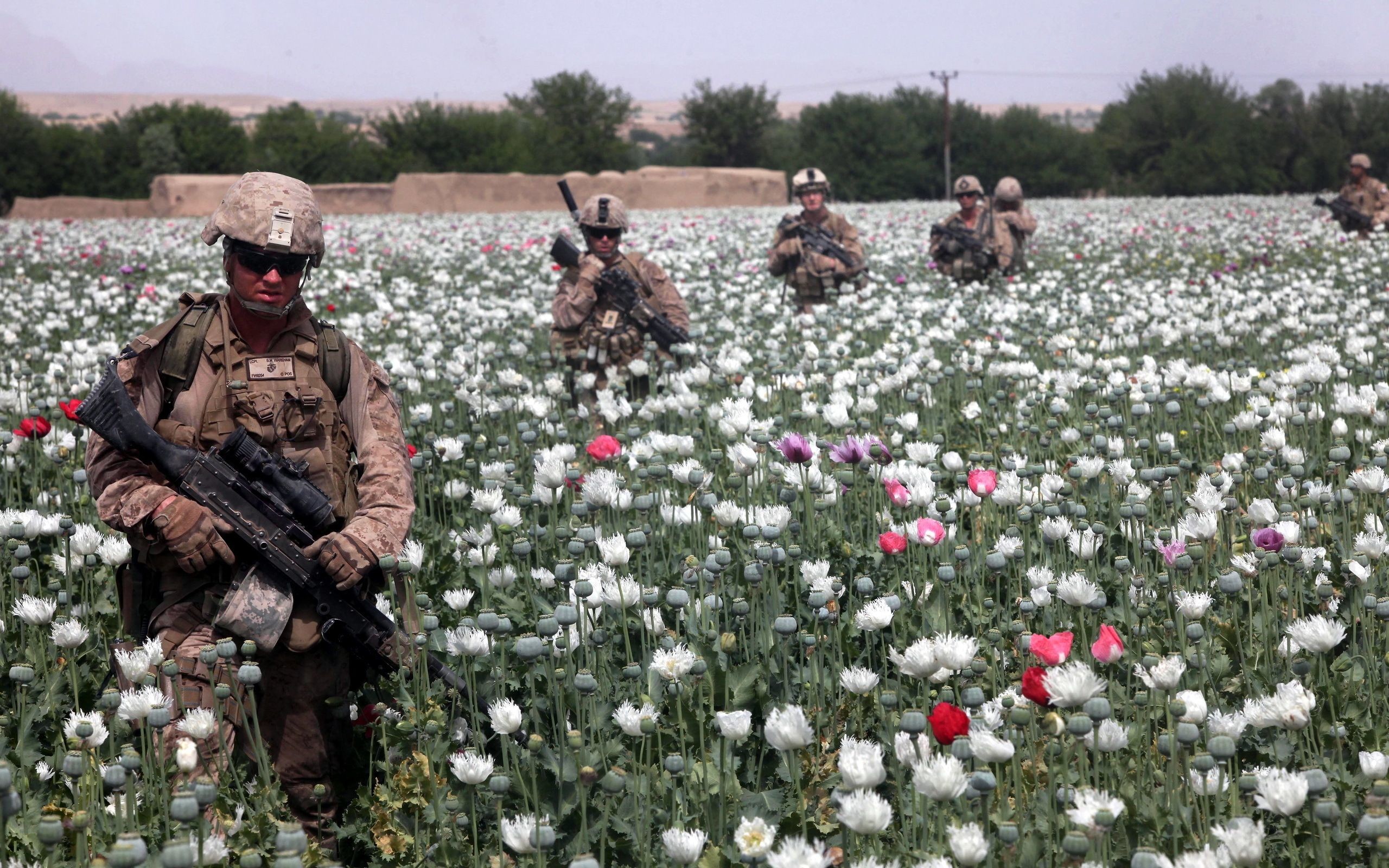 2560x1600 Soldiers in a poppy field wallpapers and images - wallpapers .