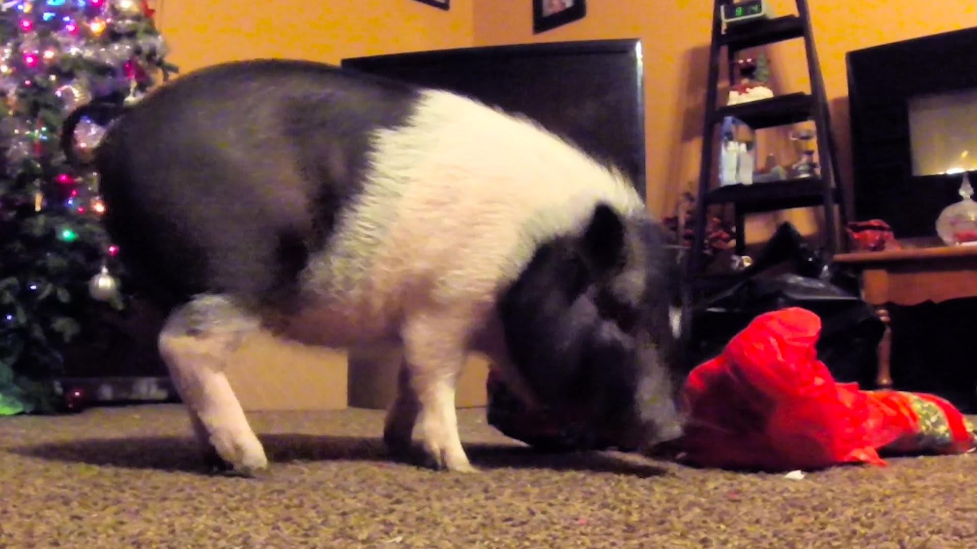 1920x1080 Pot Bellied Pig Opens Christmas Presents