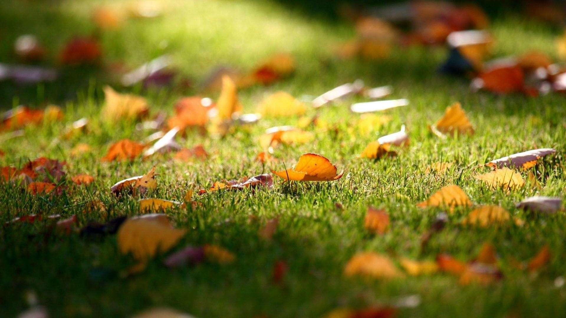 1920x1080 Scattered-Leaves-on-Grass-Wallpaper