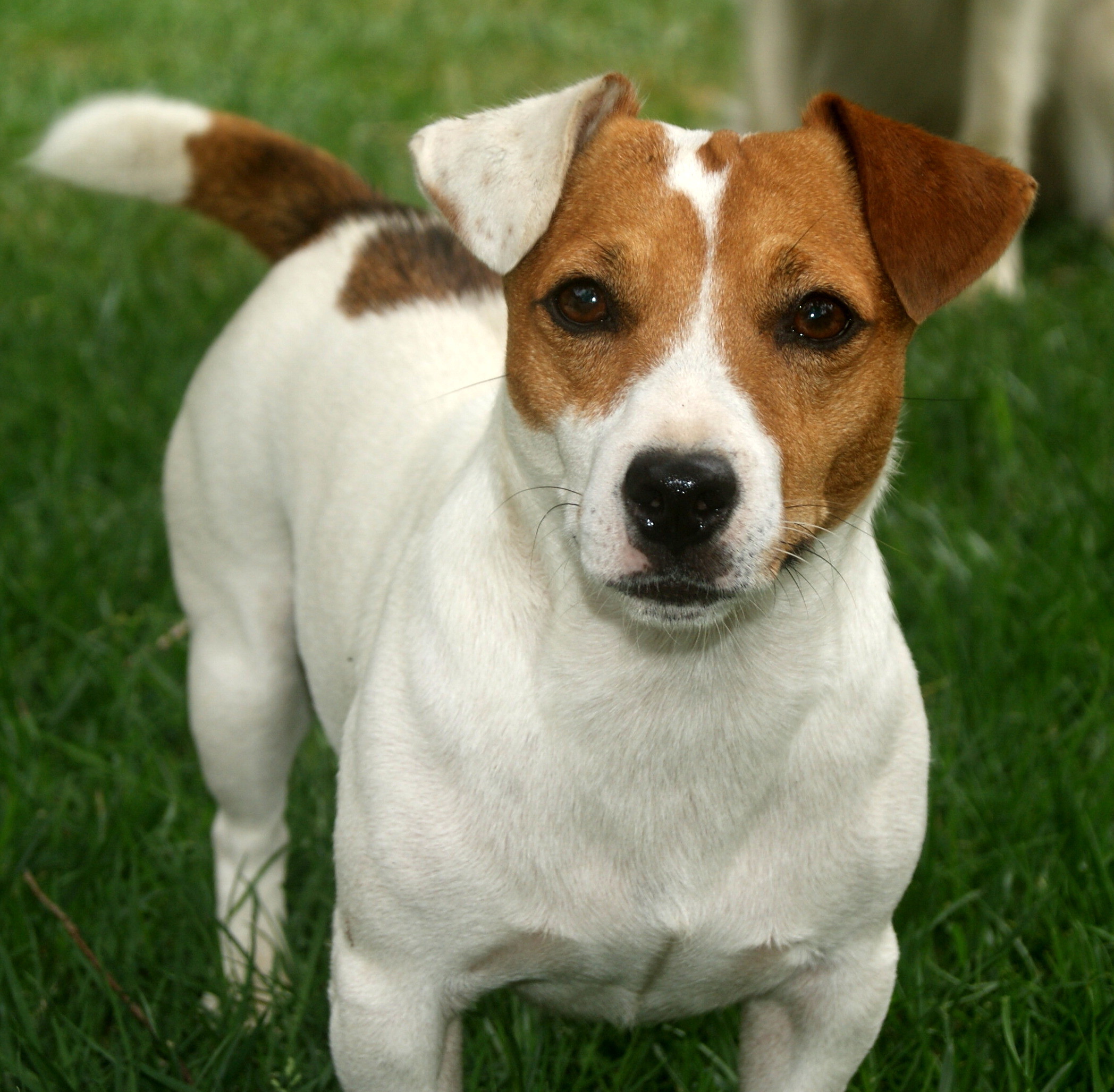 2096x2056 Lovely Jack Russell Terrier dog photo