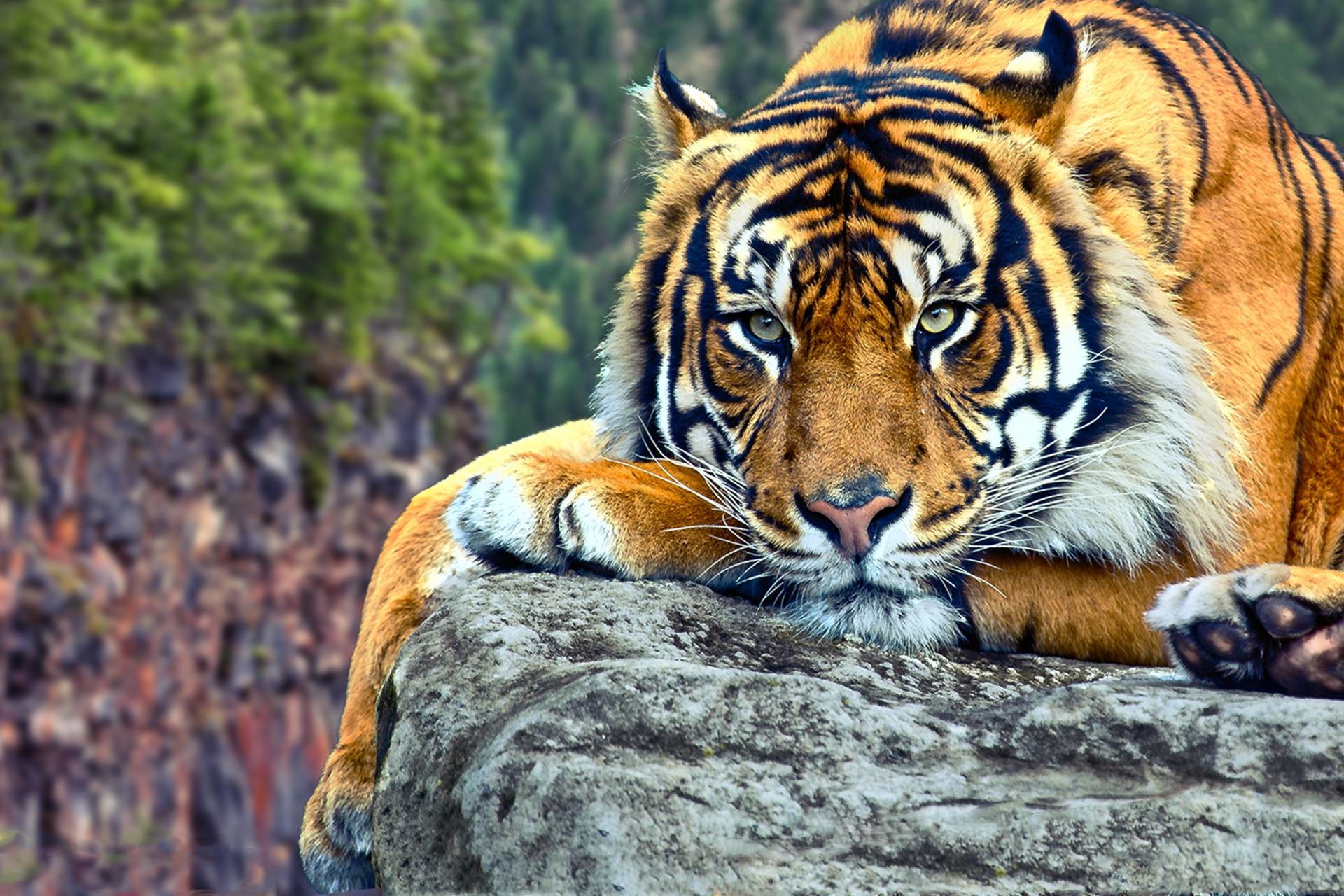 1920x1280 Backgrounds In High Quality: Tiger HD by Alina Schrum, December 24, 2017 for