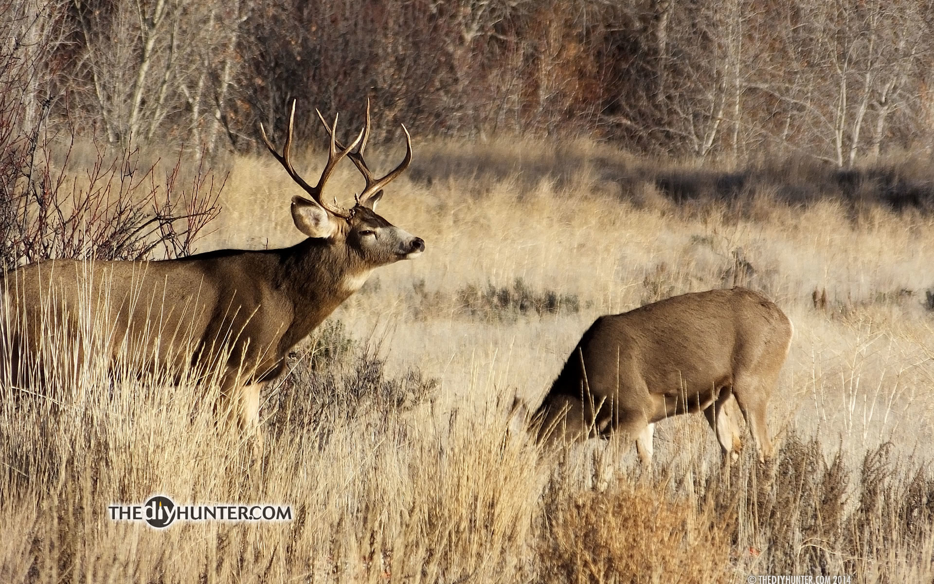 1920x1200 rutting mule deer buck with dow sniffing air ...