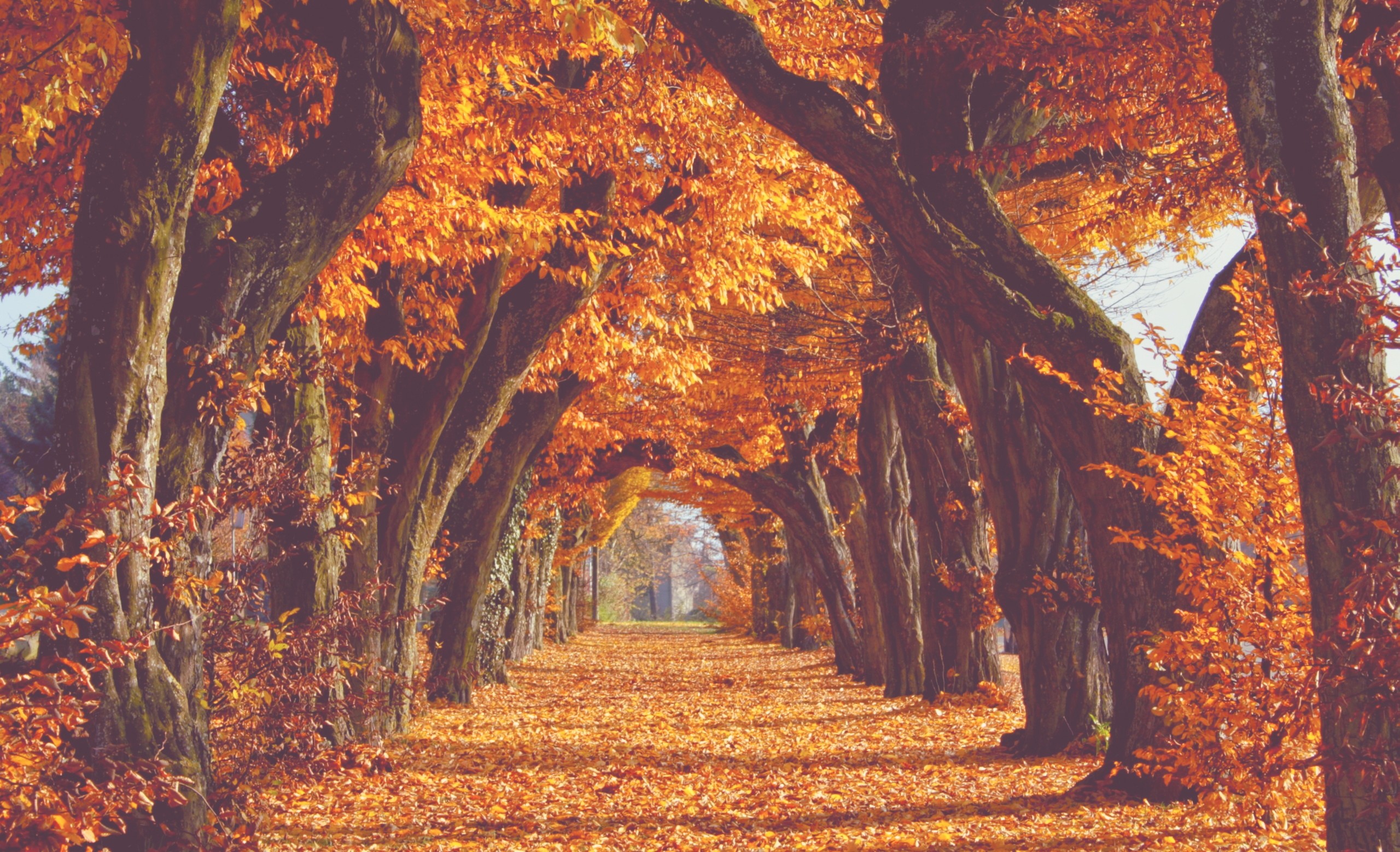 2560x1559 Image result for autumn background tumblr