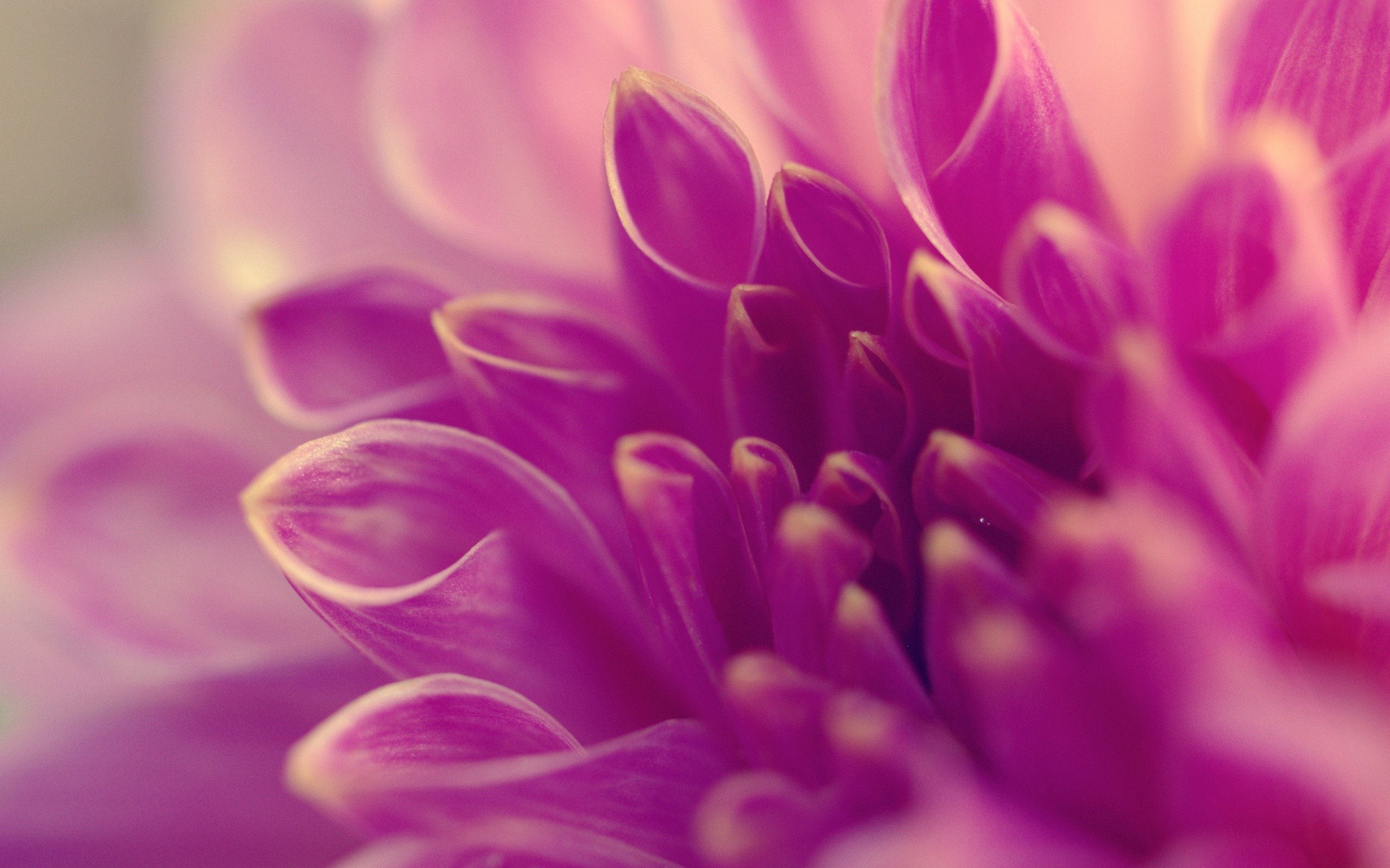 2560x1600 ... Purple Flower Vectors, Photos and PSD files | Free Download Abstract  Purple Spring Flowers Background ...