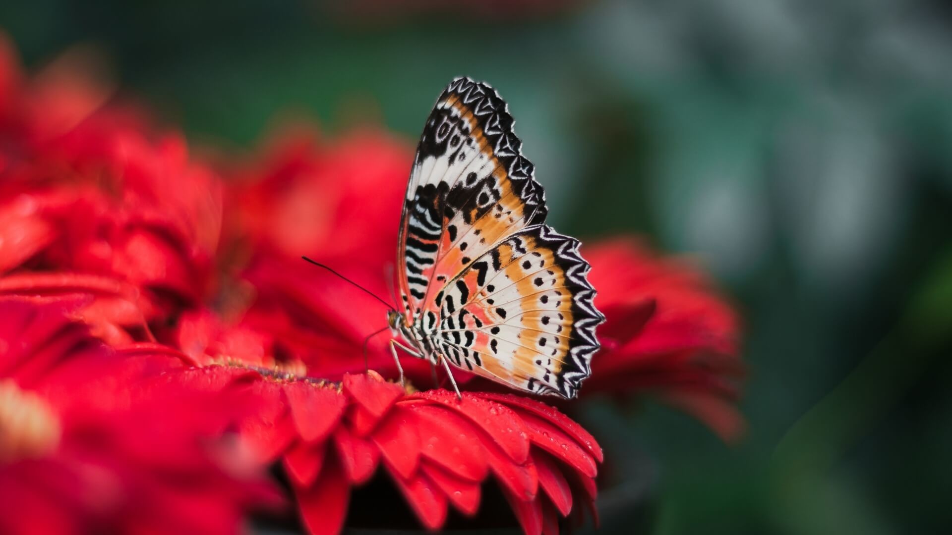 1920x1080 Butterfly Wallpapers For iPad