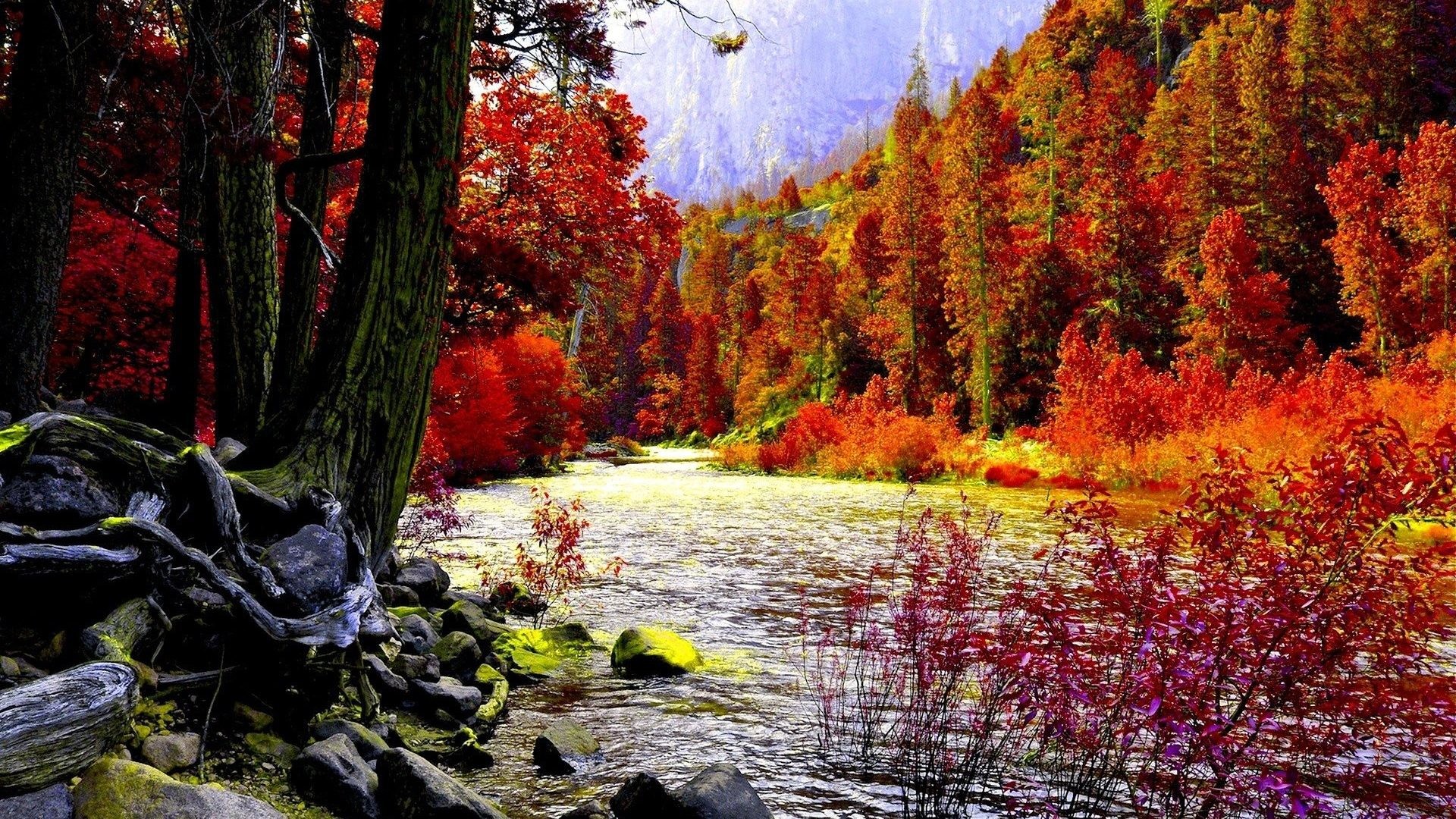1920x1080 Fall Leaves Forest Landscape Nature Leaf Tree Autumn Wallpaper Hd Ipad