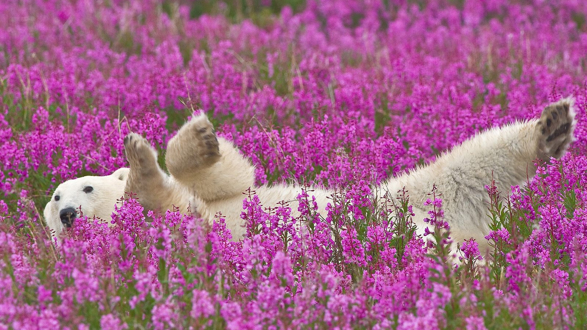 1920x1080  Wallpaper polar bear, flowers, lie down, baby