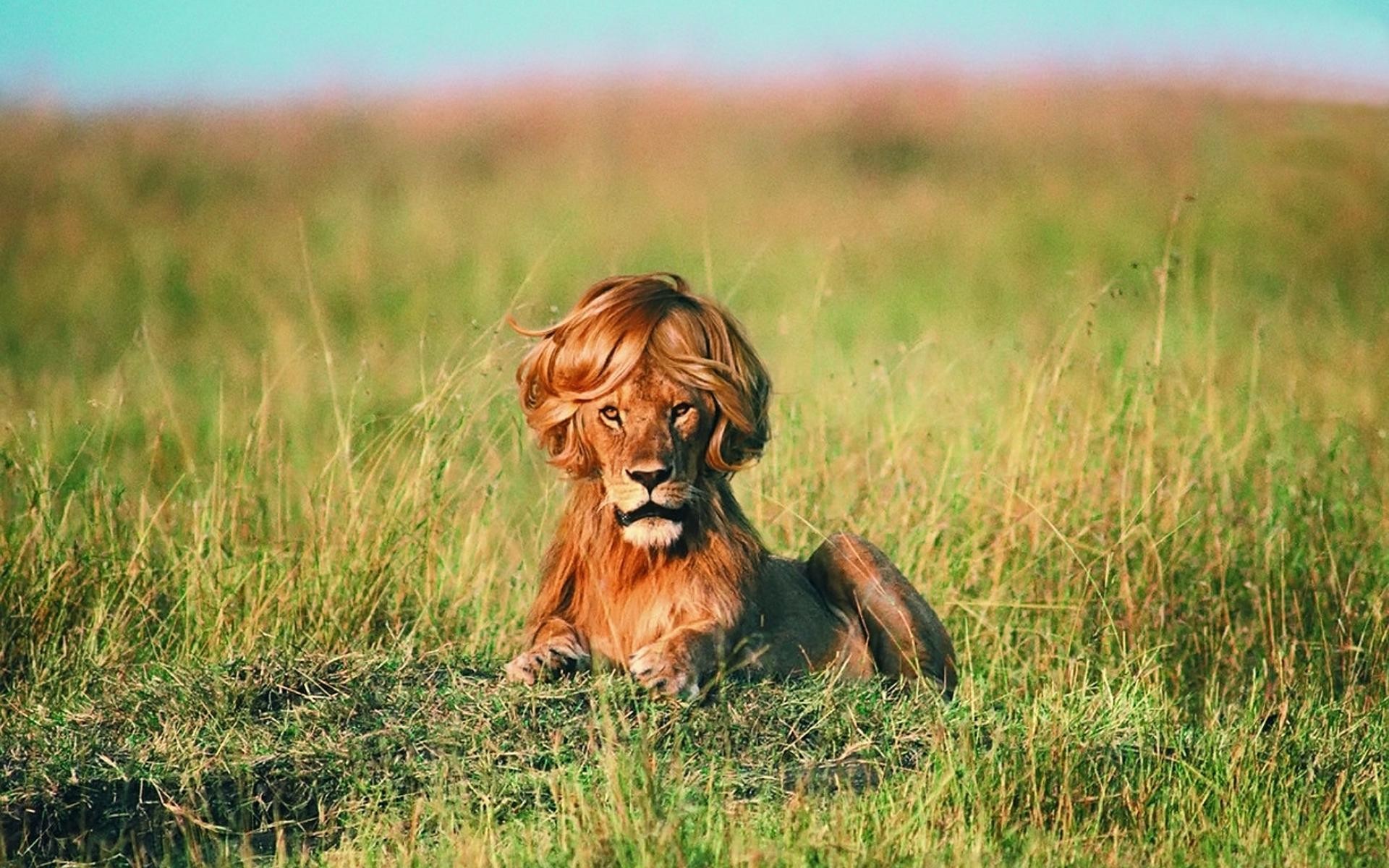 1920x1200 Lion with Wig