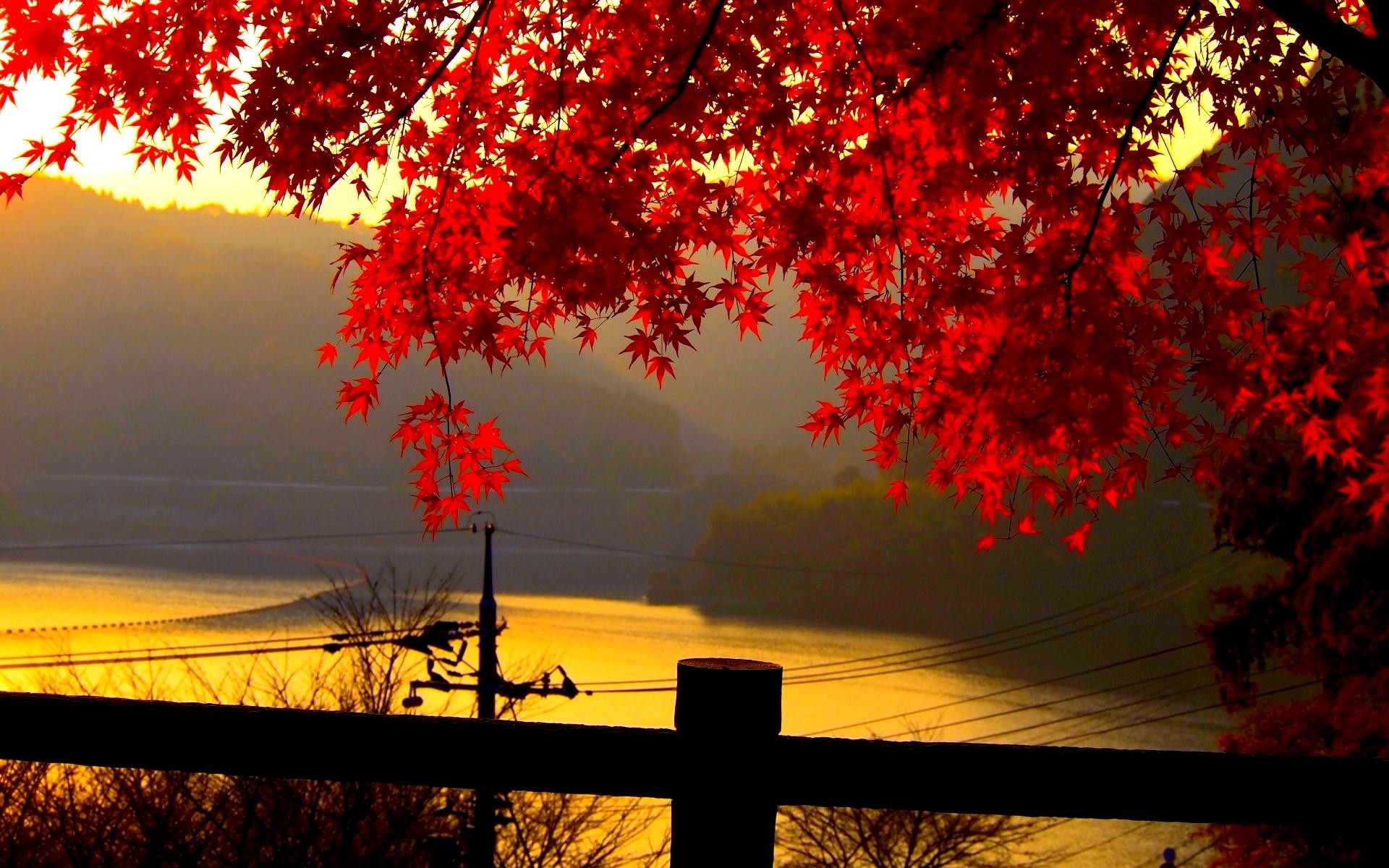 1920x1200 ... Nature Red Color Hd Wallpaper 12 Autumn Leaves With Red Color Full  Screen Wallpaper ...