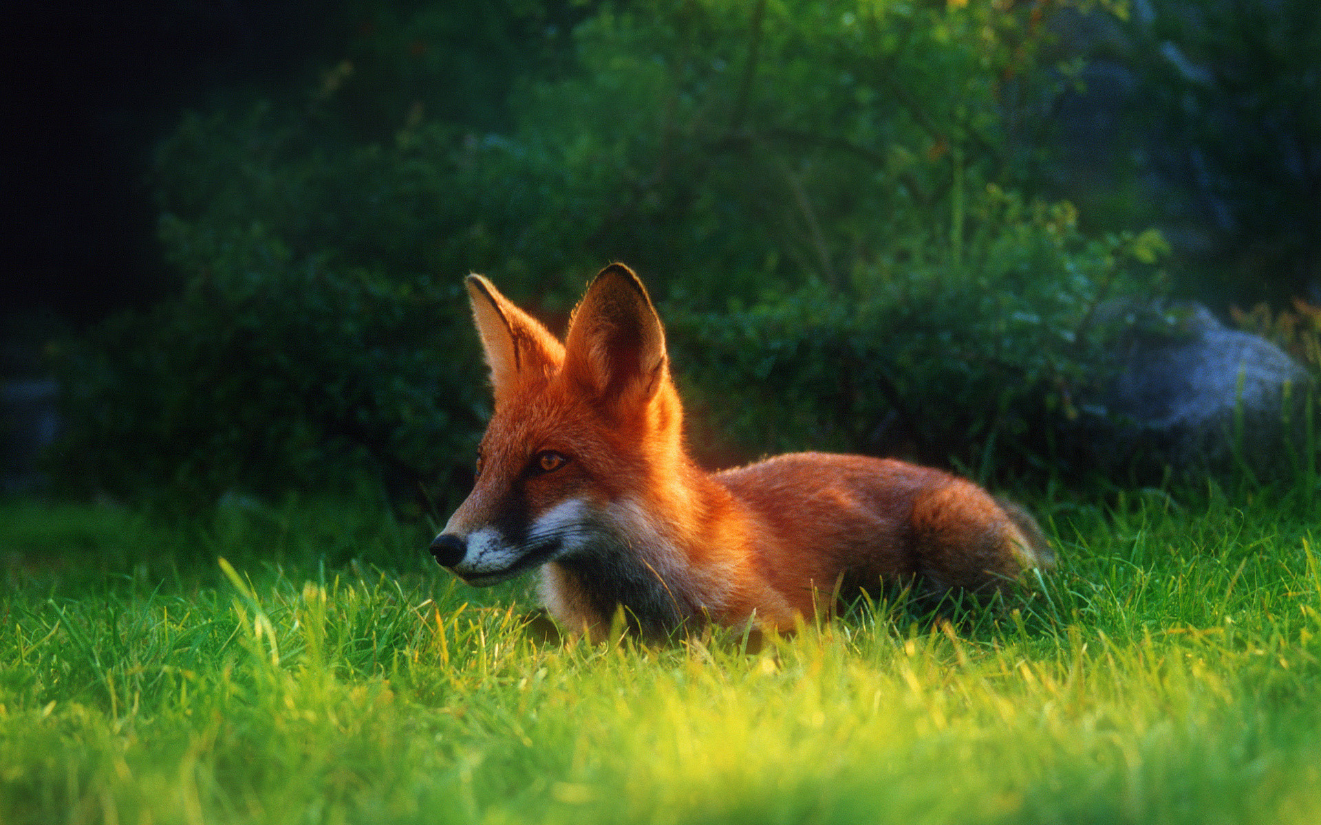 1920x1200 red fox