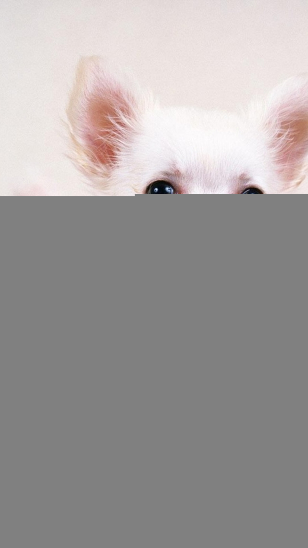 1080x1920 Cute Pretty Dog In Red Sweater iPhone 8 wallpaper