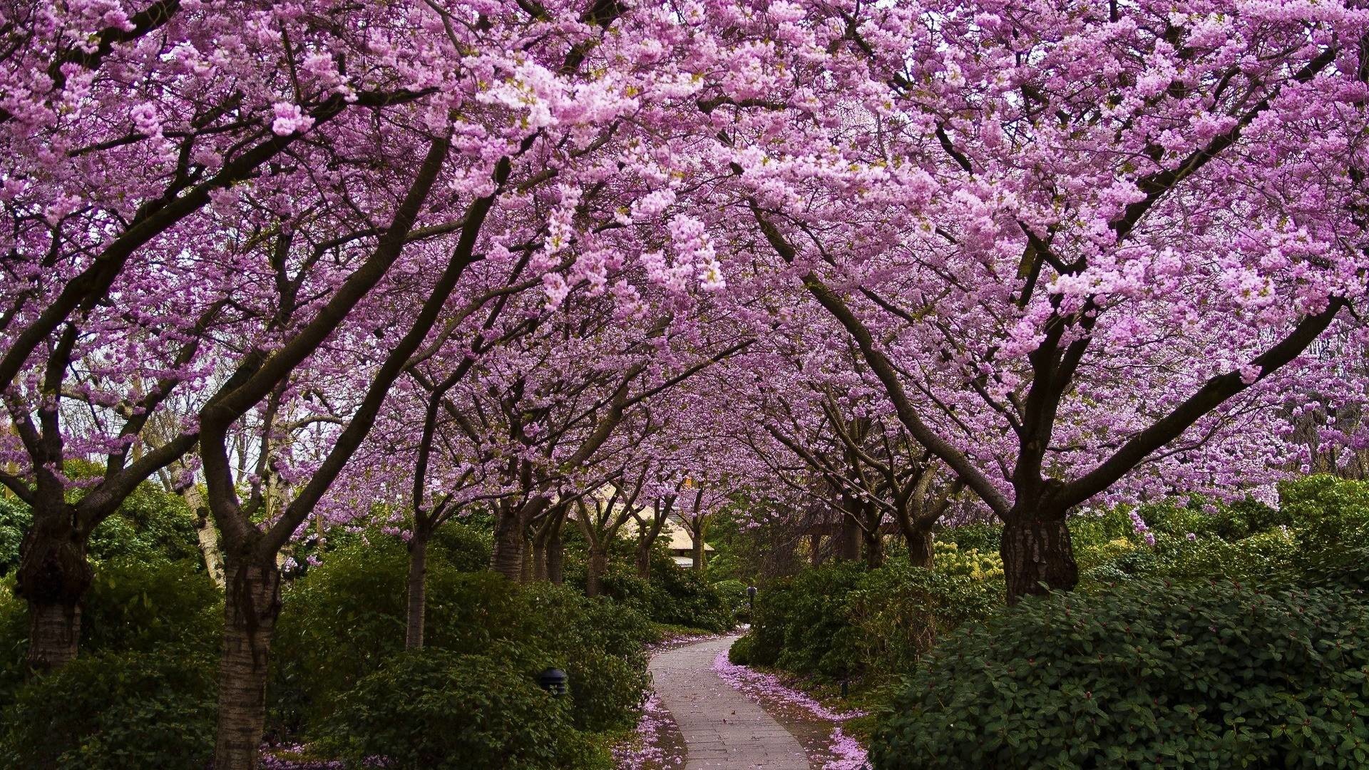 1920x1080 Cherry Blossom Wallpapers | Sky HD Wallpaper