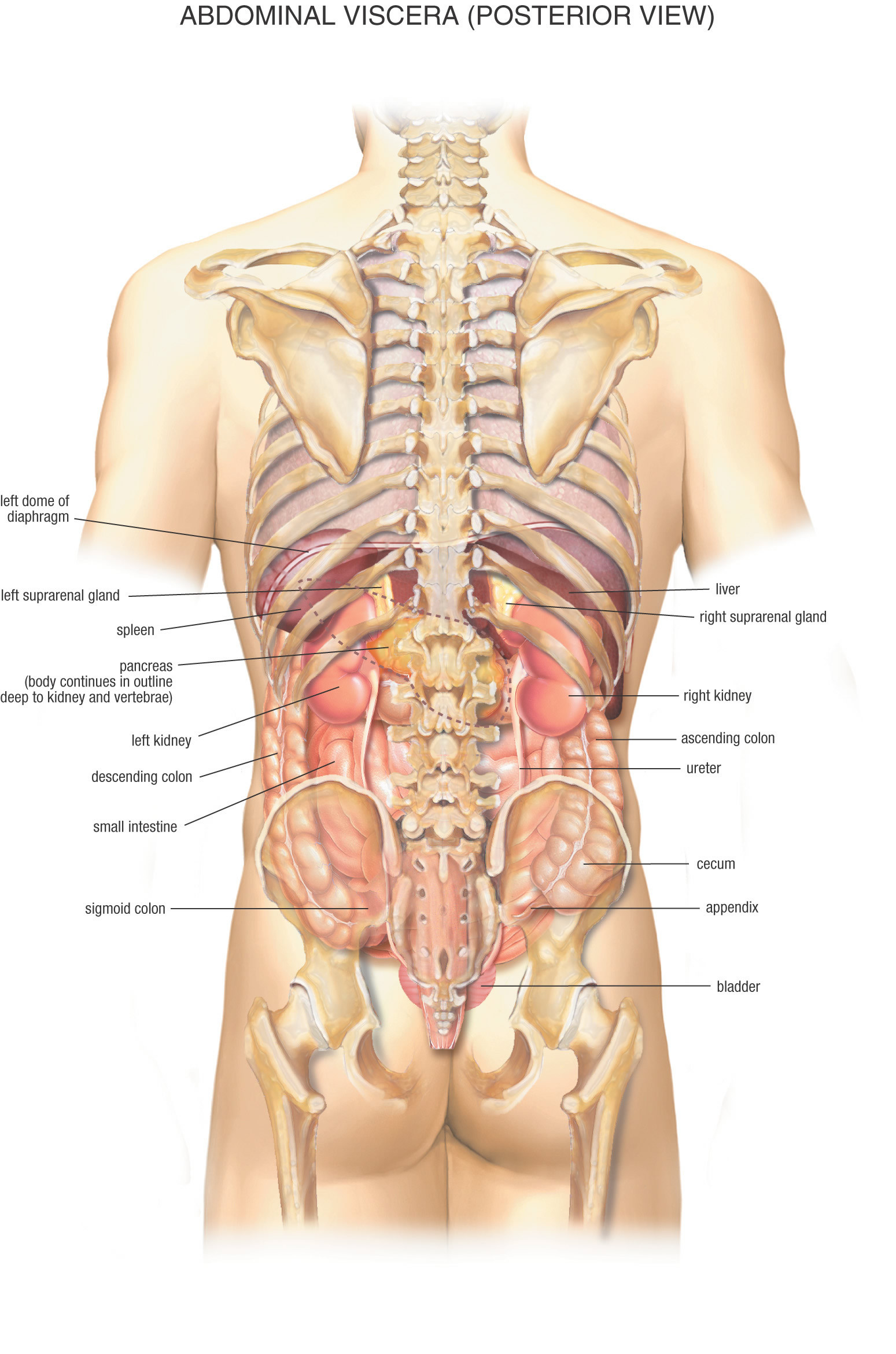 1549x2341 Fat Man Body Internal Parts Female Organ Anatomy As The Reproductive System  | Human Anatomy ...