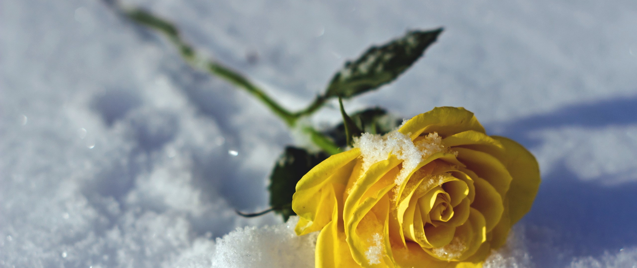 2560x1080  wallpaper Yellow rose flower, snow, winter