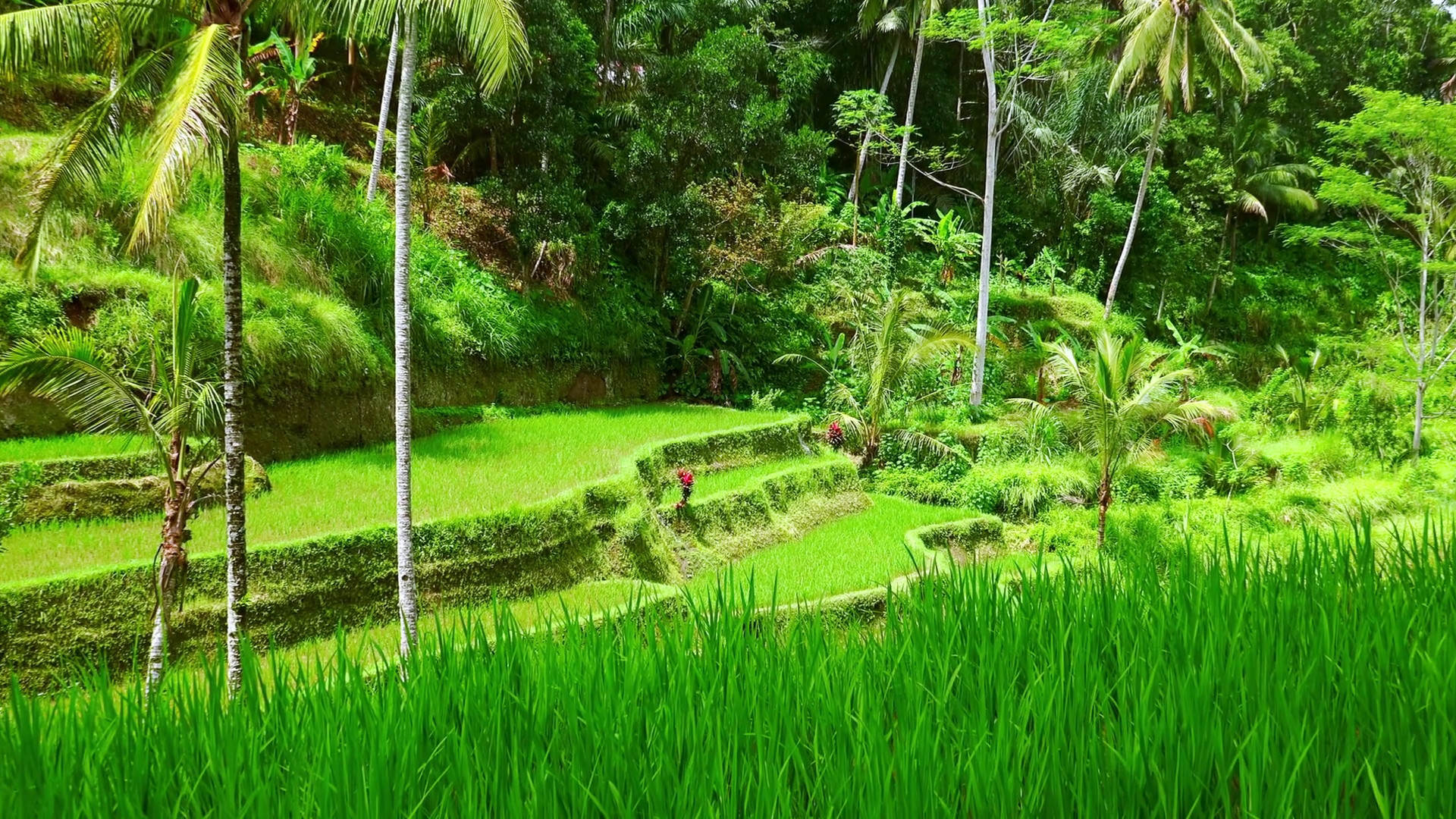 1920x1080 Well-groomed rice terraces covered in vegetation against thick tropical  rainforest on background. Beautifully cultivated grain plantation with  irrigation.