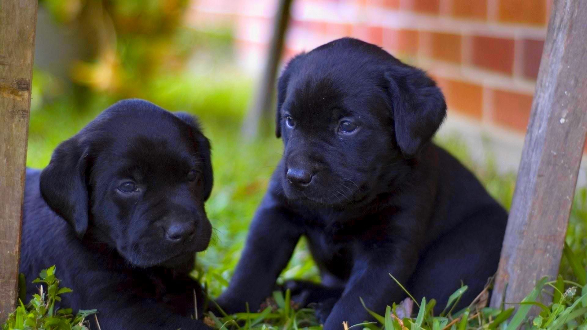 1920x1080 Two Chocolate Labs Hd Wallpaper