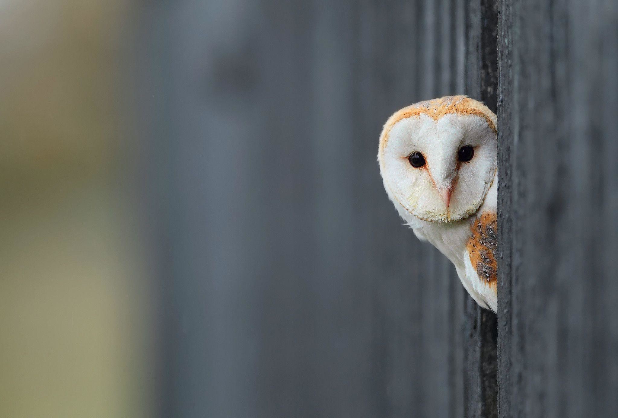 2048x1385 White Owl Wallpaper | HD Wallpapers, backgrounds high resolution .