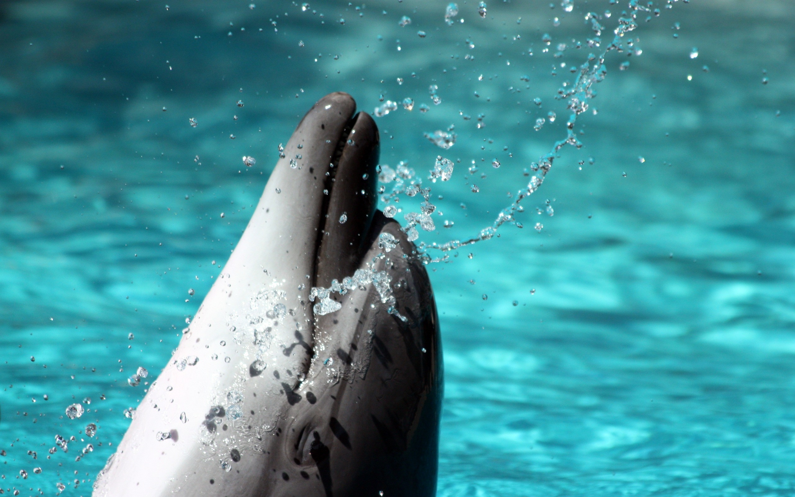 2560x1600 Bottlenose Dolphin Wallpaper Dolphins Animals