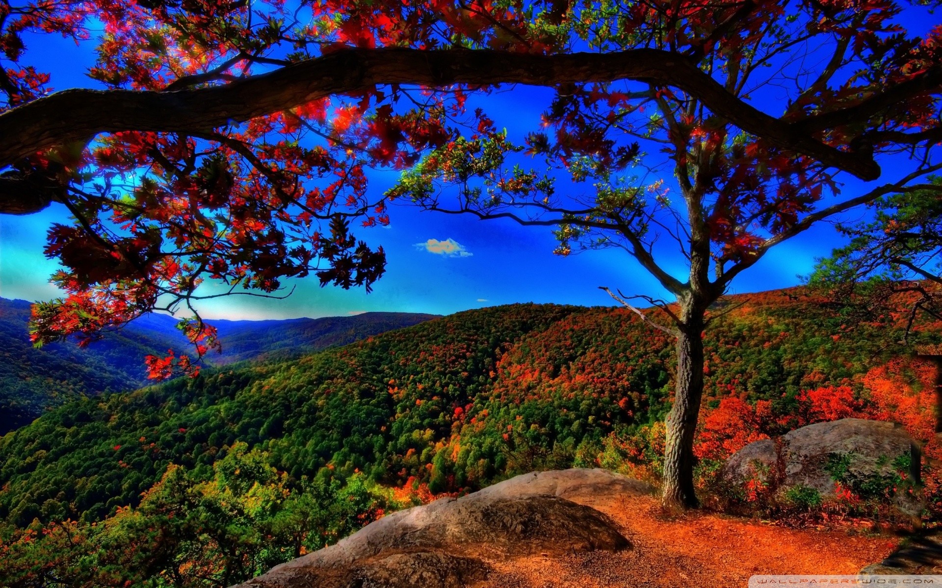 1920x1200 ... autumn forest landscape hd desktop wallpaper high definition ...