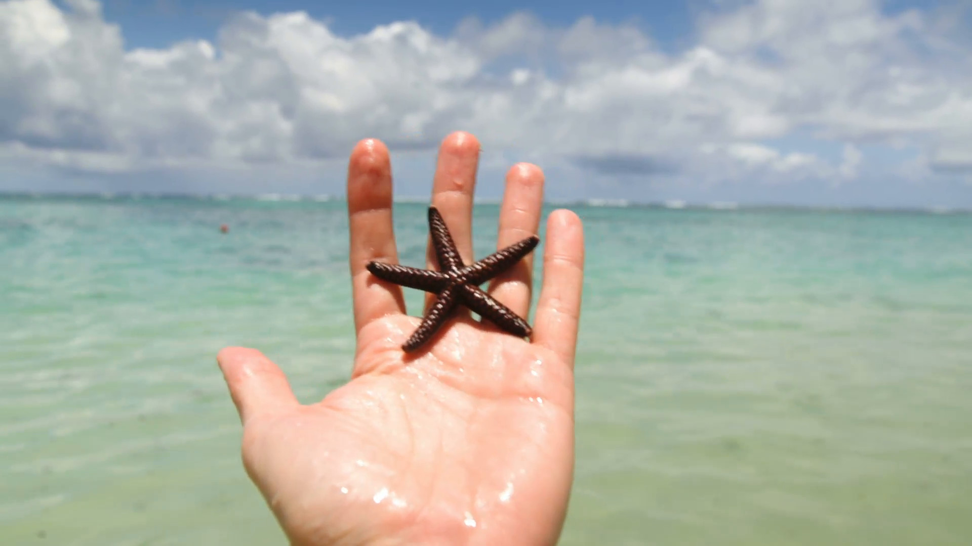 1920x1080 Hand holding starfish with beach in background Stock Video Footage -  VideoBlocks