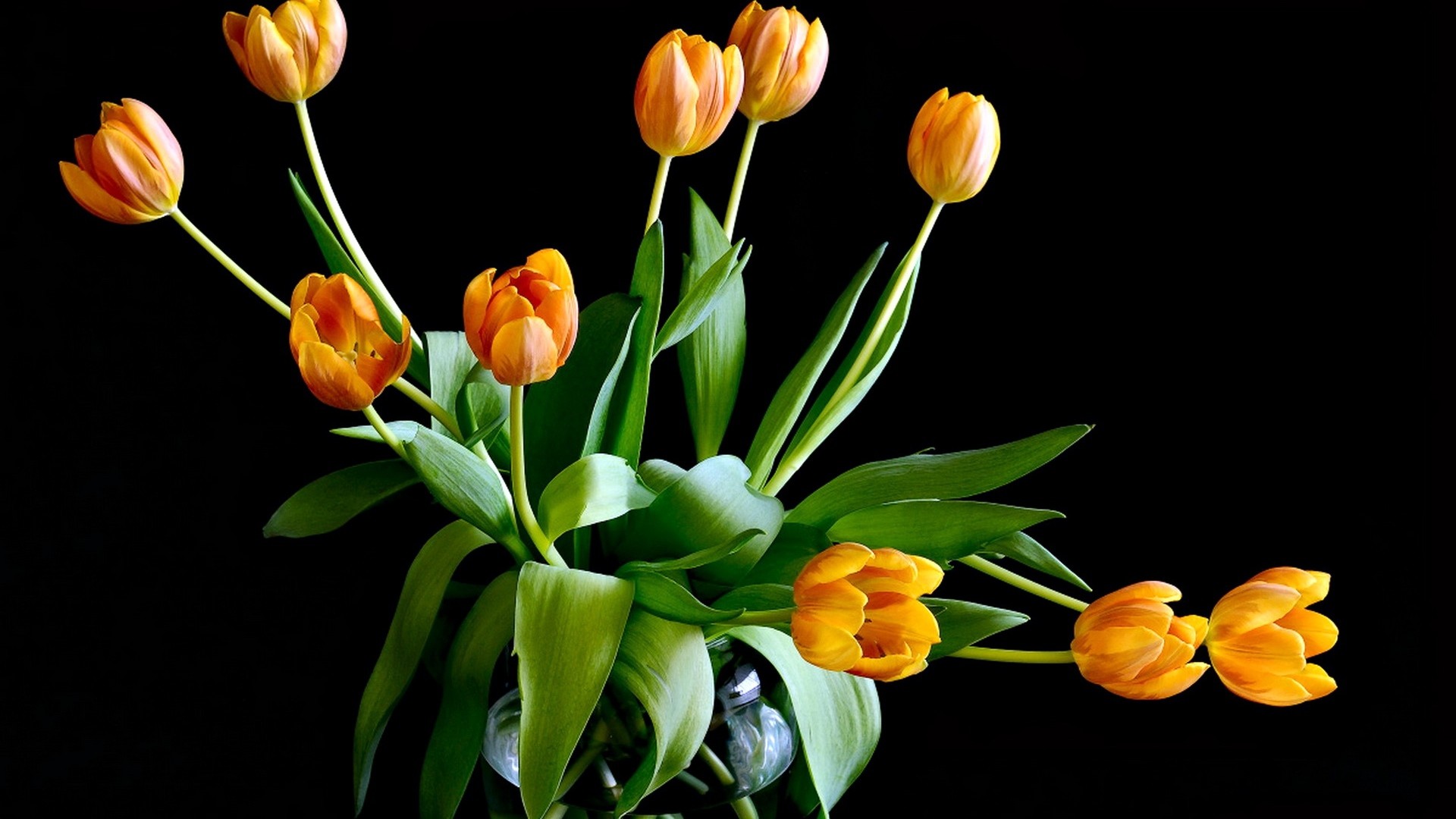 1920x1080 Get the latest tulips, flowers, leaves news, pictures and videos and learn  all about tulips, flowers, leaves from wallpapers4u.org, your wallpaper  news ...