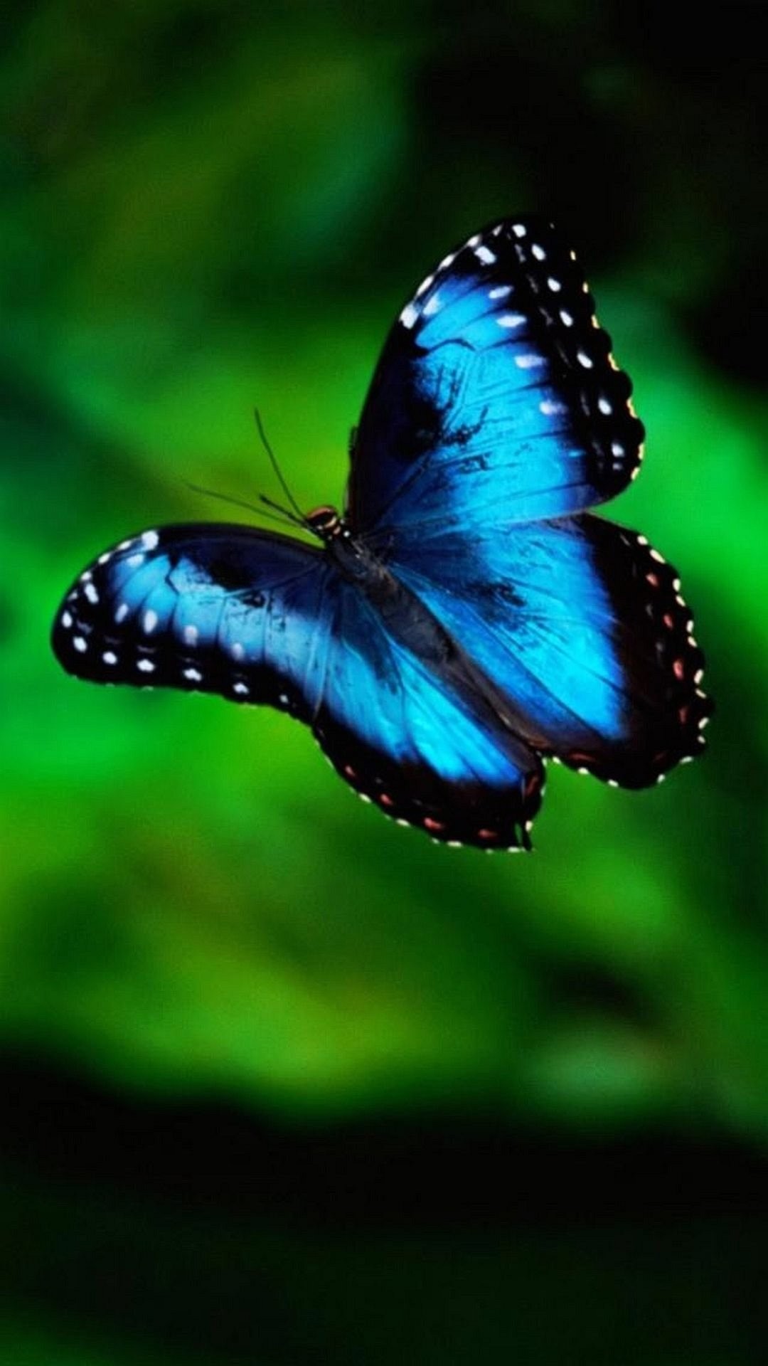 1080x1920 Wallpaper iphone 7 blue butterfly 1080 1920 full hd 50