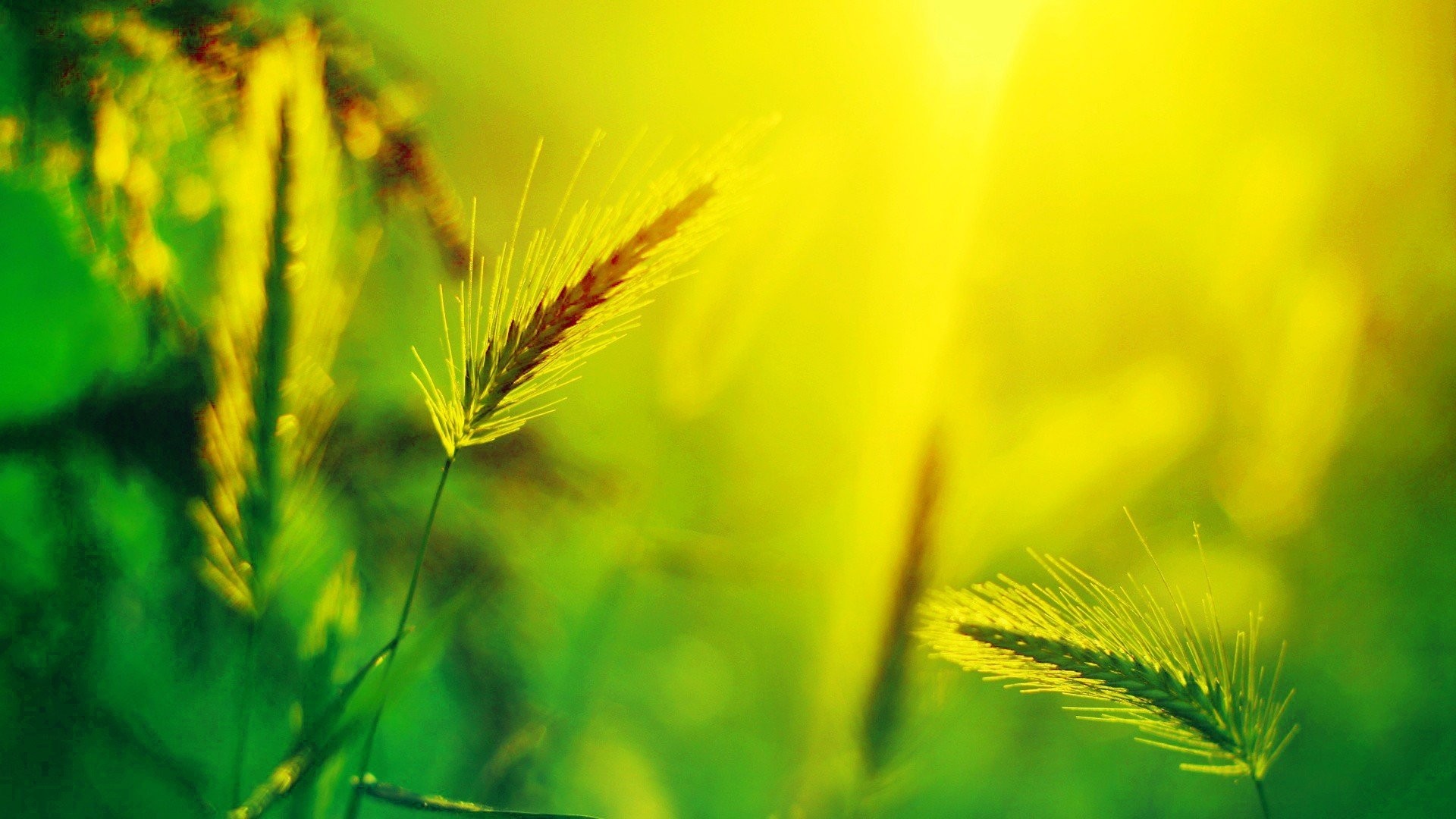 1920x1080 Grain Tag - Summer Grain Nature Wallpaper For Smartphone for HD 16:9 High  Definition