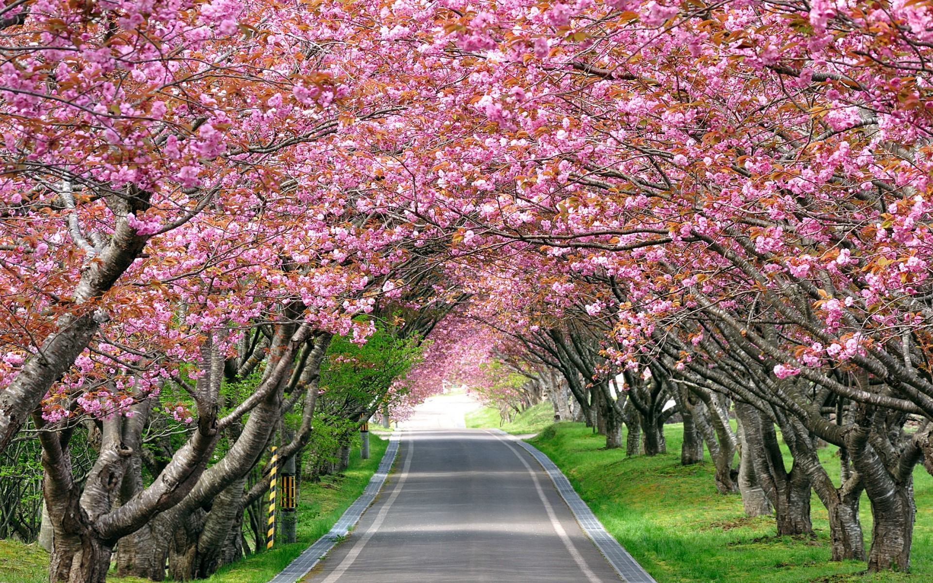 1920x1200 Tags: Cherry Blossom Trees ...