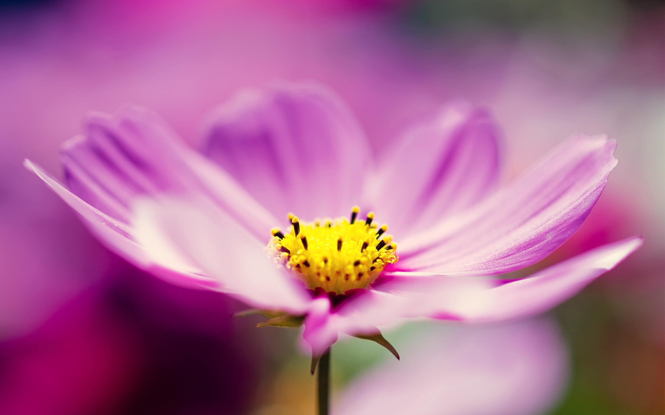 2560x1600 Purple Cosmos Flower Wallpapers | HD Wallpapers