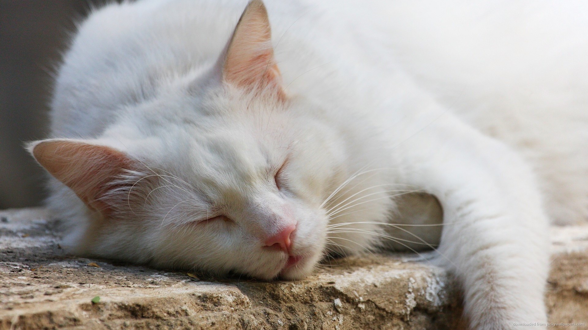 1920x1080 White cat sleeping picture