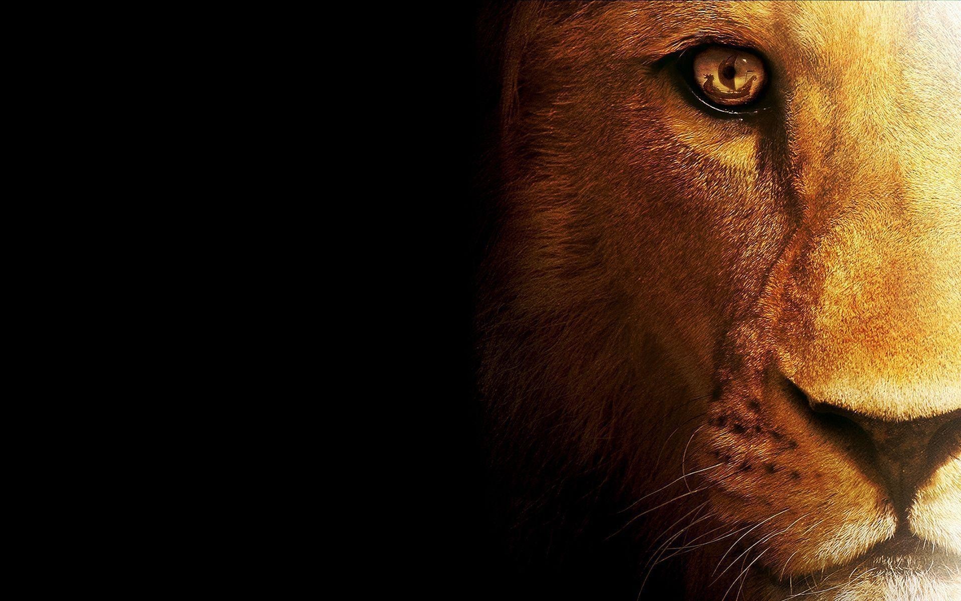 1920x1200  Wallpapers For > Angry Lion Face Wallpaper