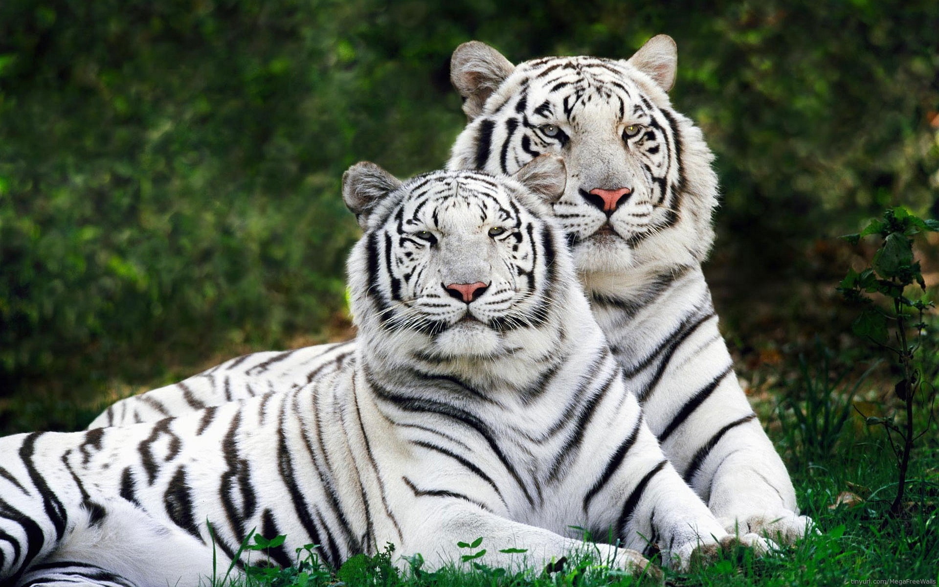 1920x1200 White Tiger Wallpapers Background