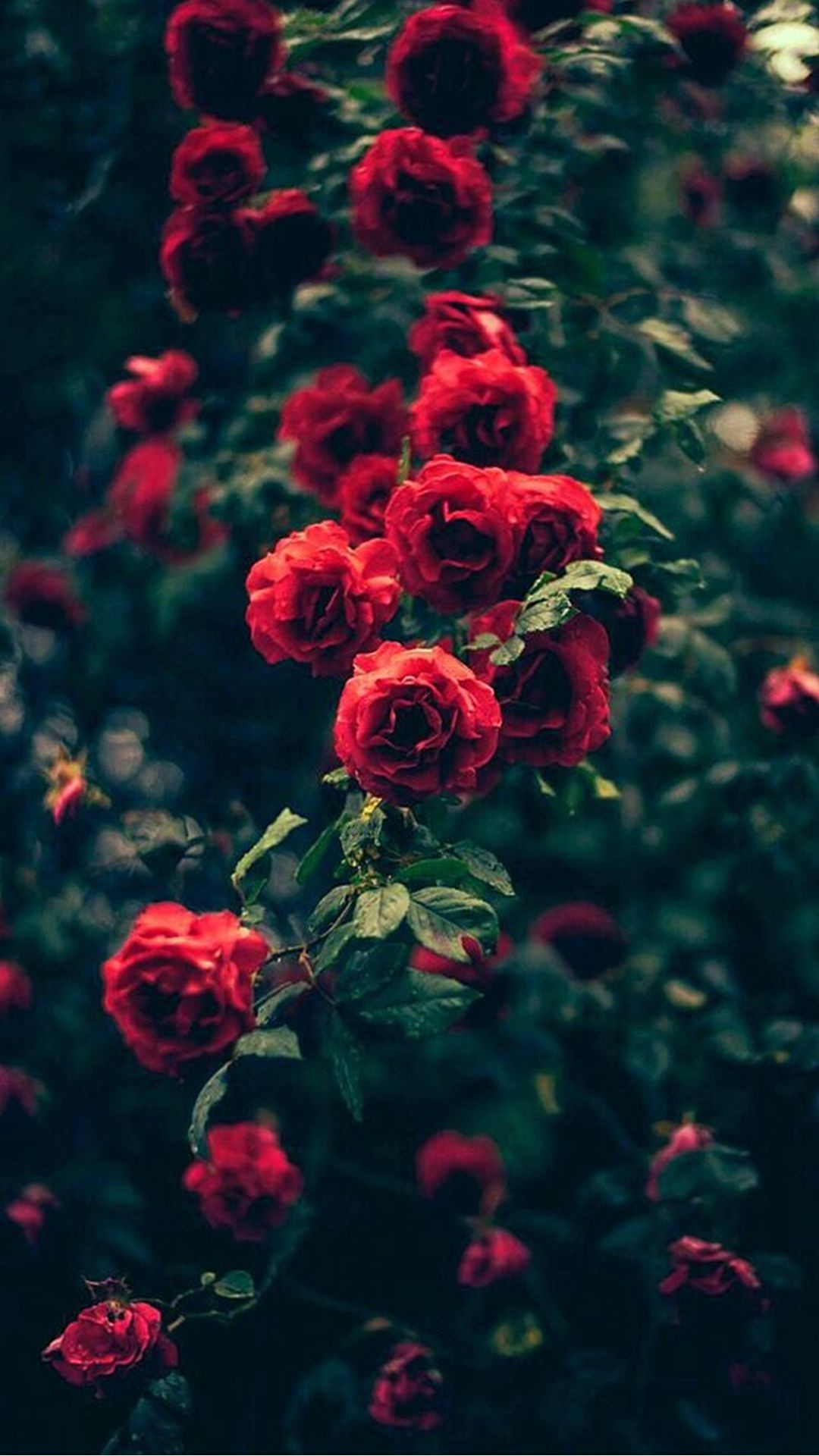 1080x1920 Beautiful Garden Red Roses Flowers iPhone plus wallpaper
