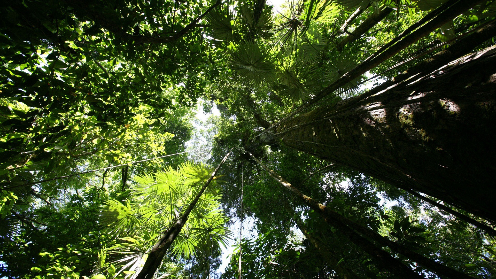 1920x1080 Rainforest canopy Wallpaper Plants Nature Wallpapers