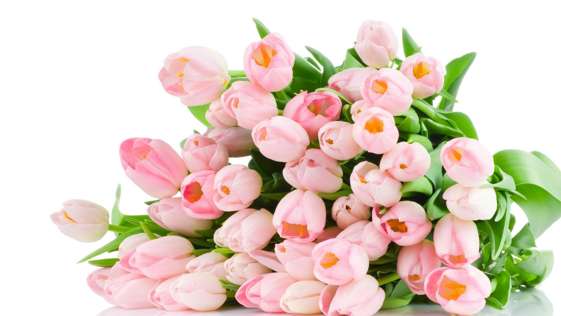 1920x1080 #EEBBBB Color - Tulips Romantic Colors Pink Beauty Still Lovely Spring Love  Tulip Beautiful Romance
