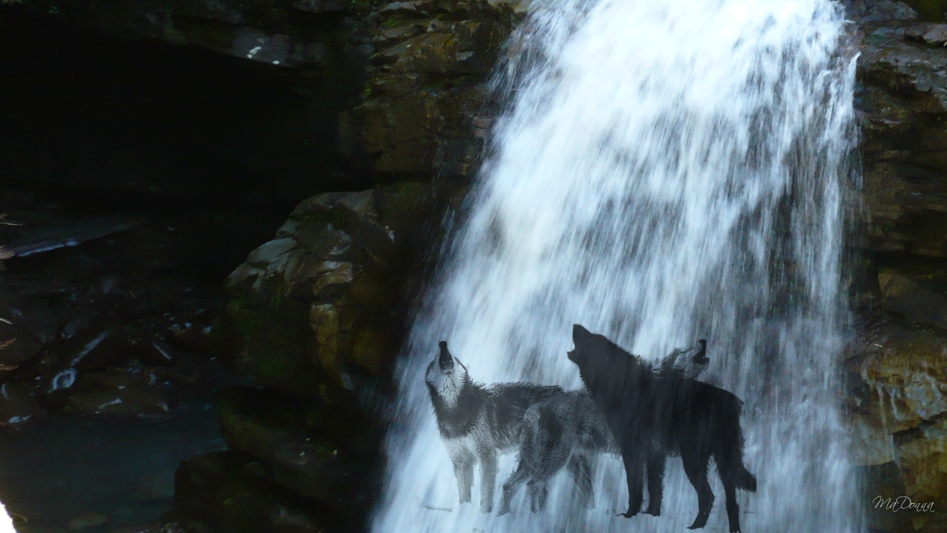 1920x1080 Wolf Nature Wolves Firefox Persona Howling Waterfall Mystical Tropical  Wallpaper Detail
