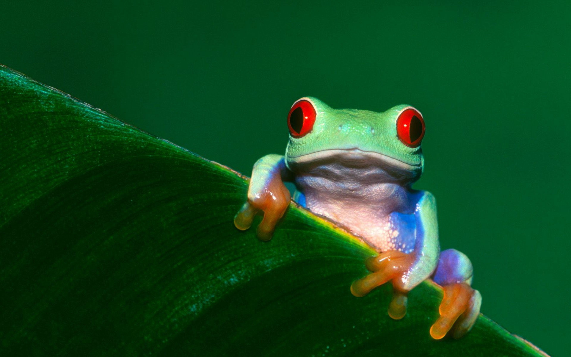 1920x1200 Cute tree frog wallpaper - pictures that will freak out ocd definition