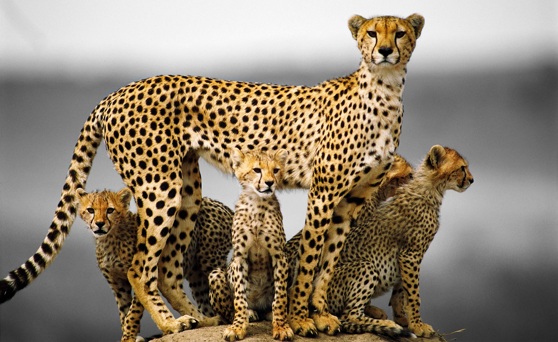 1920x1178 Free-download-cheetah-background-family