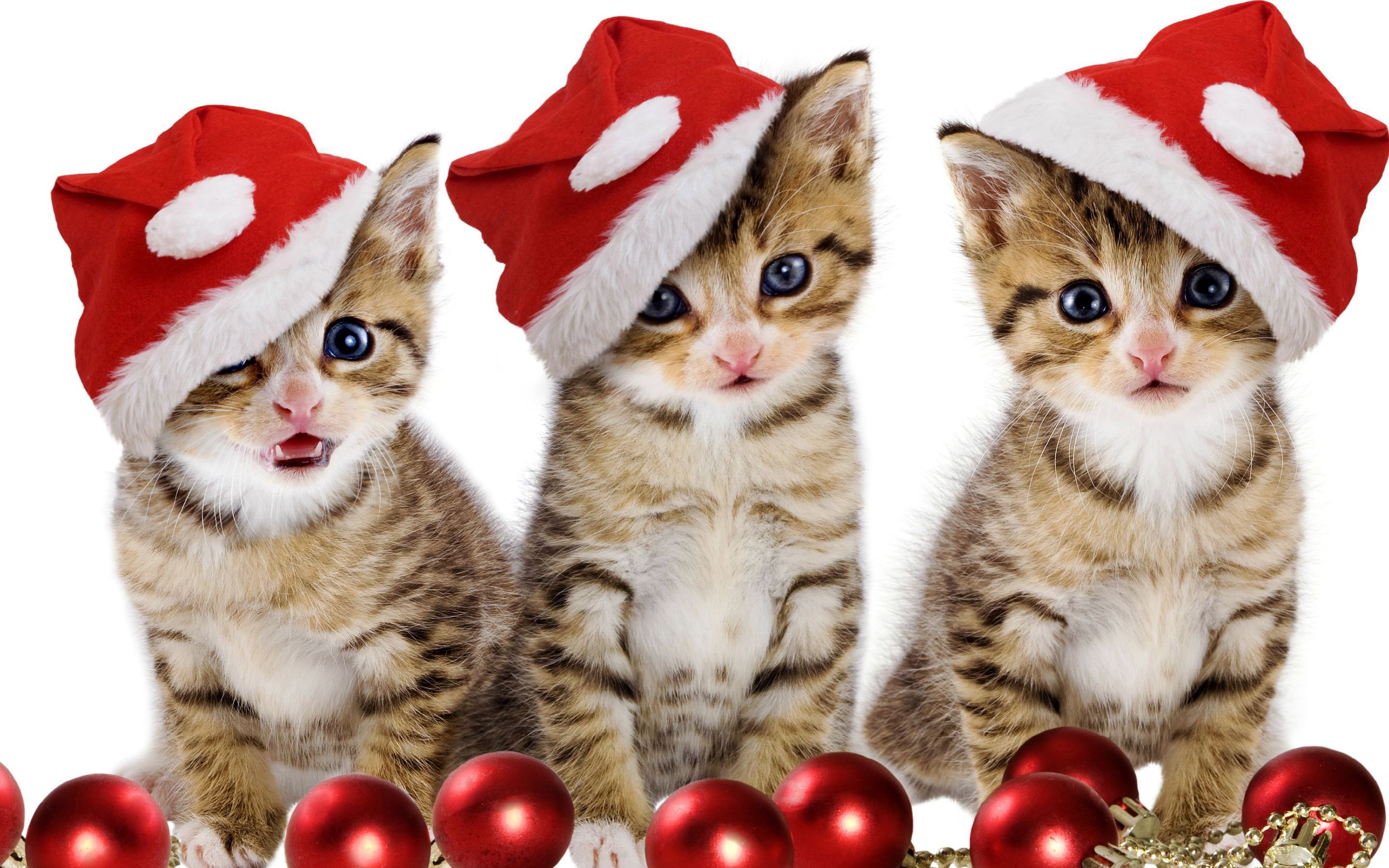 2880x1800 merry-christmas-kittens
