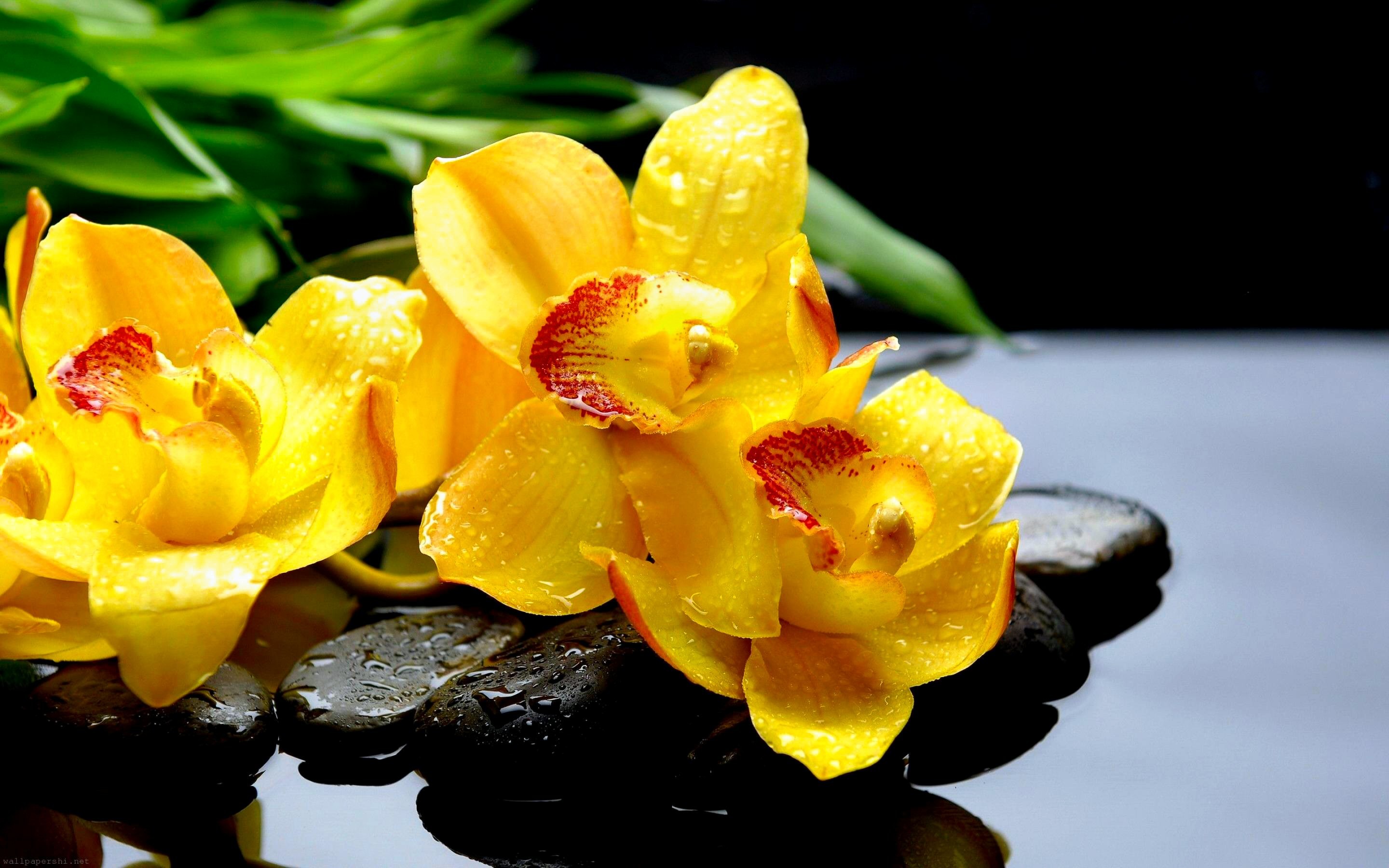 2880x1800 Crocus Flower Spring Yellow Flower Â· HD Wallpaper | Background ID:329576