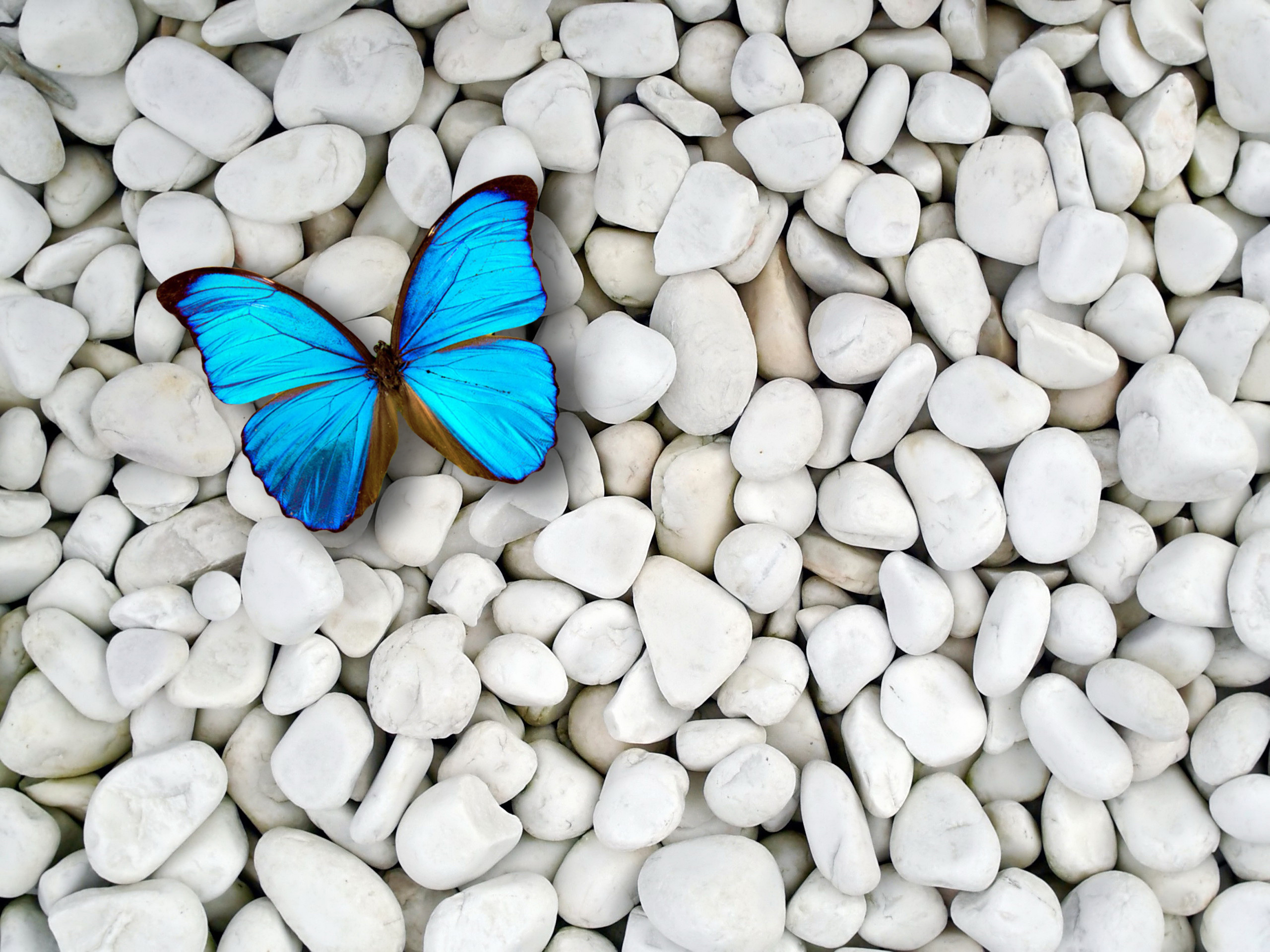 2560x1920 Blue Butterfly On White Stones Desktop Background