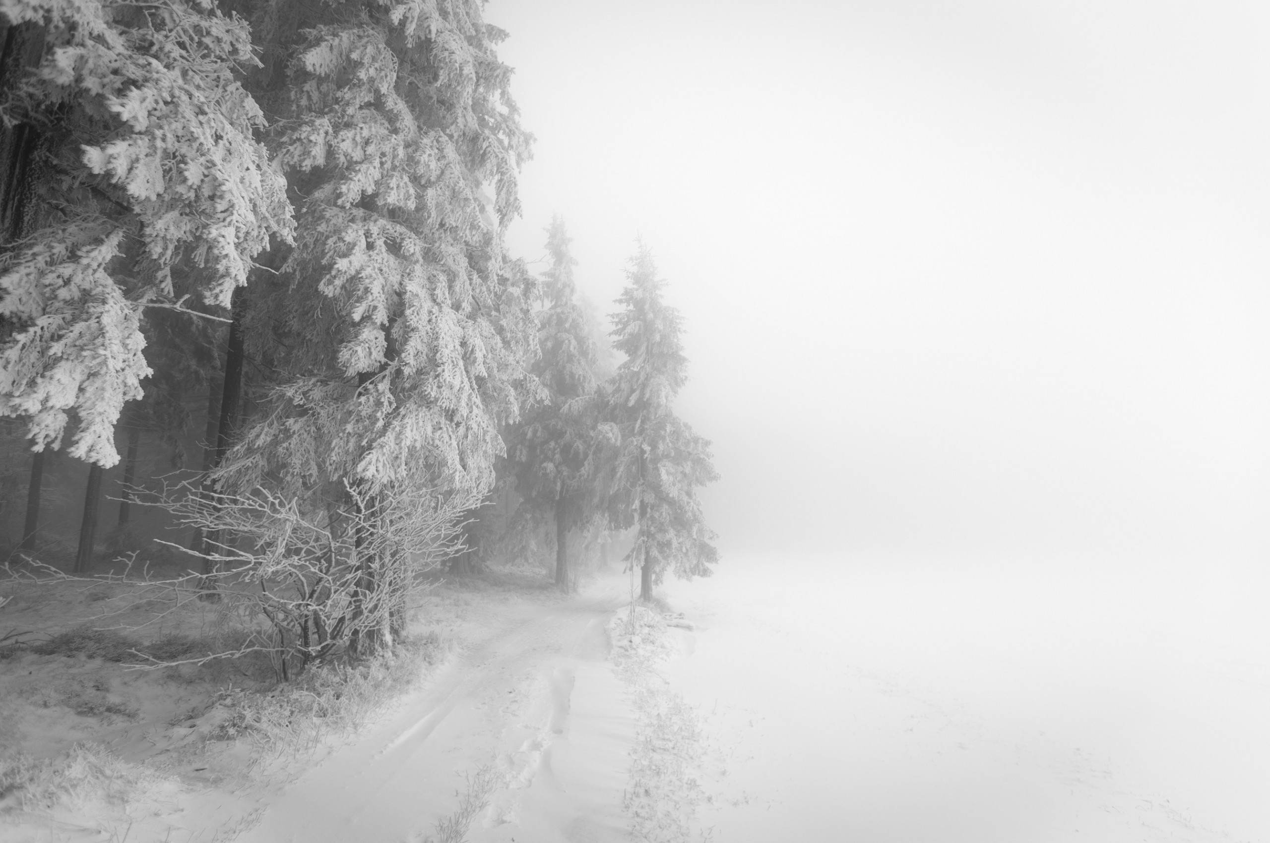 2560x1700 Winter, Path, Snow, Trees, Blizzard