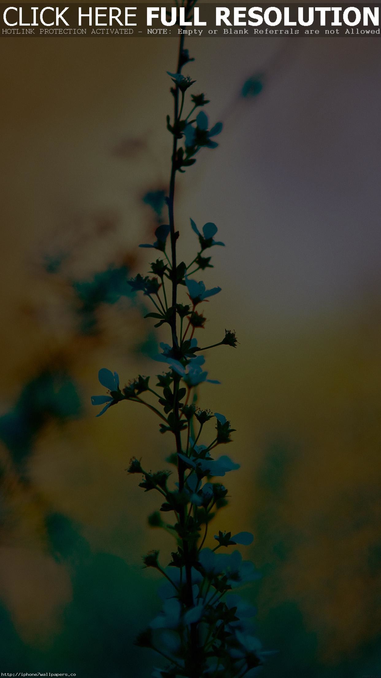 1242x2208 Blue Flower Sunny Bright Day Bokeh Nature Android wallpaper - Android HD  wallpapers