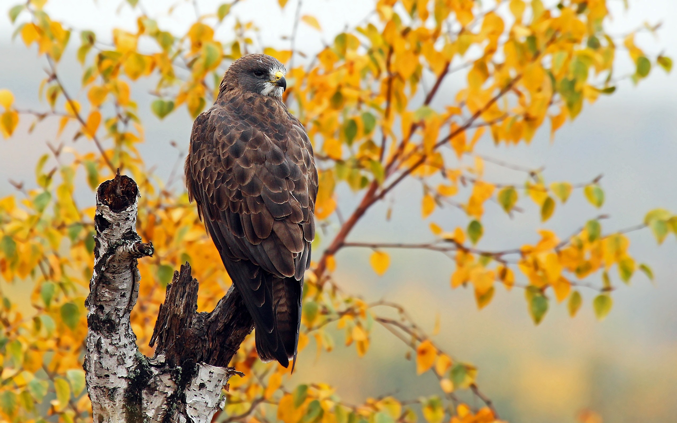 2560x1600 Pictures Birds Swainson's Hawk Autumn Animals 
