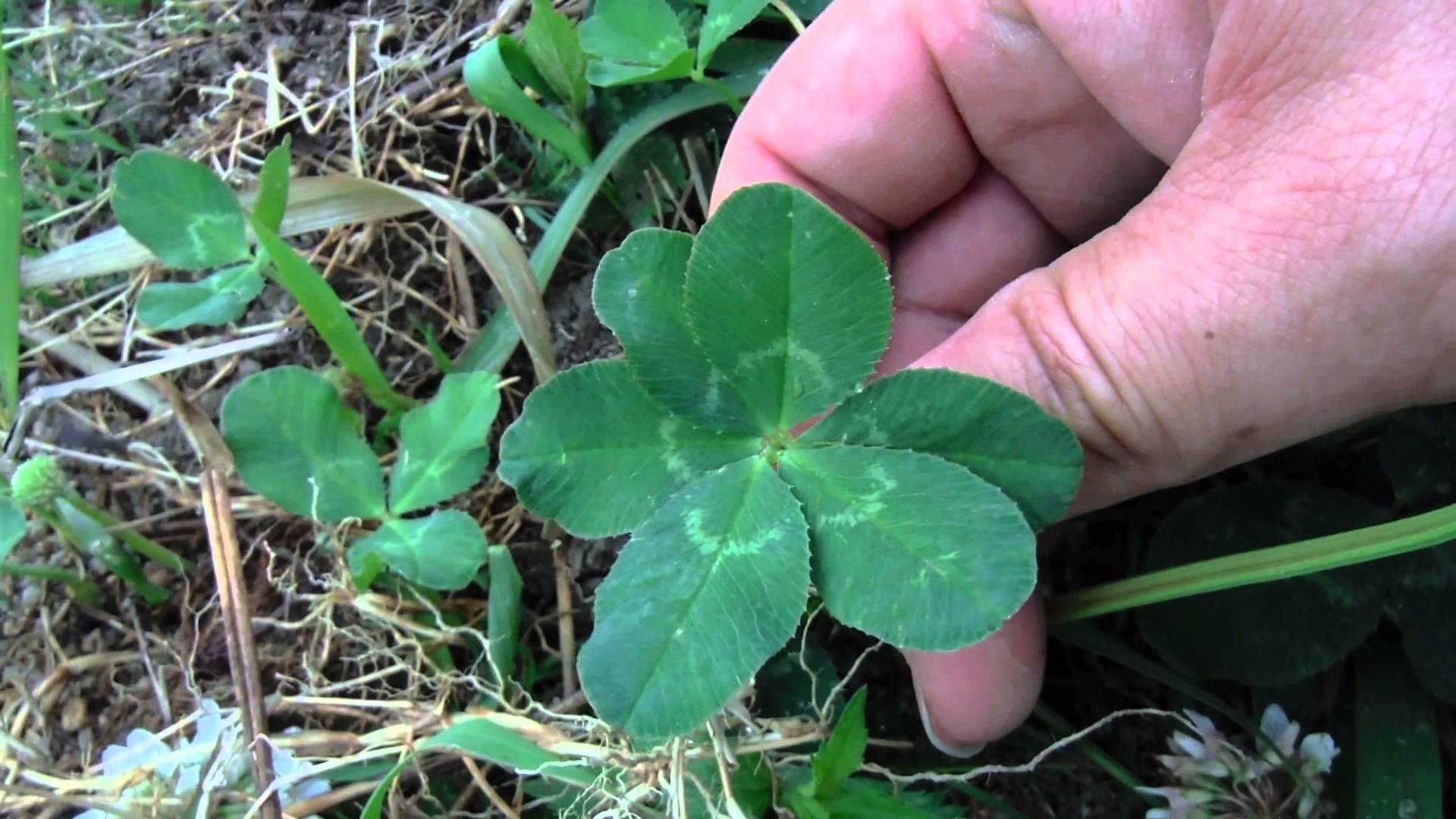 1920x1080 Six-leaf clover that found in Japan.Very rare.