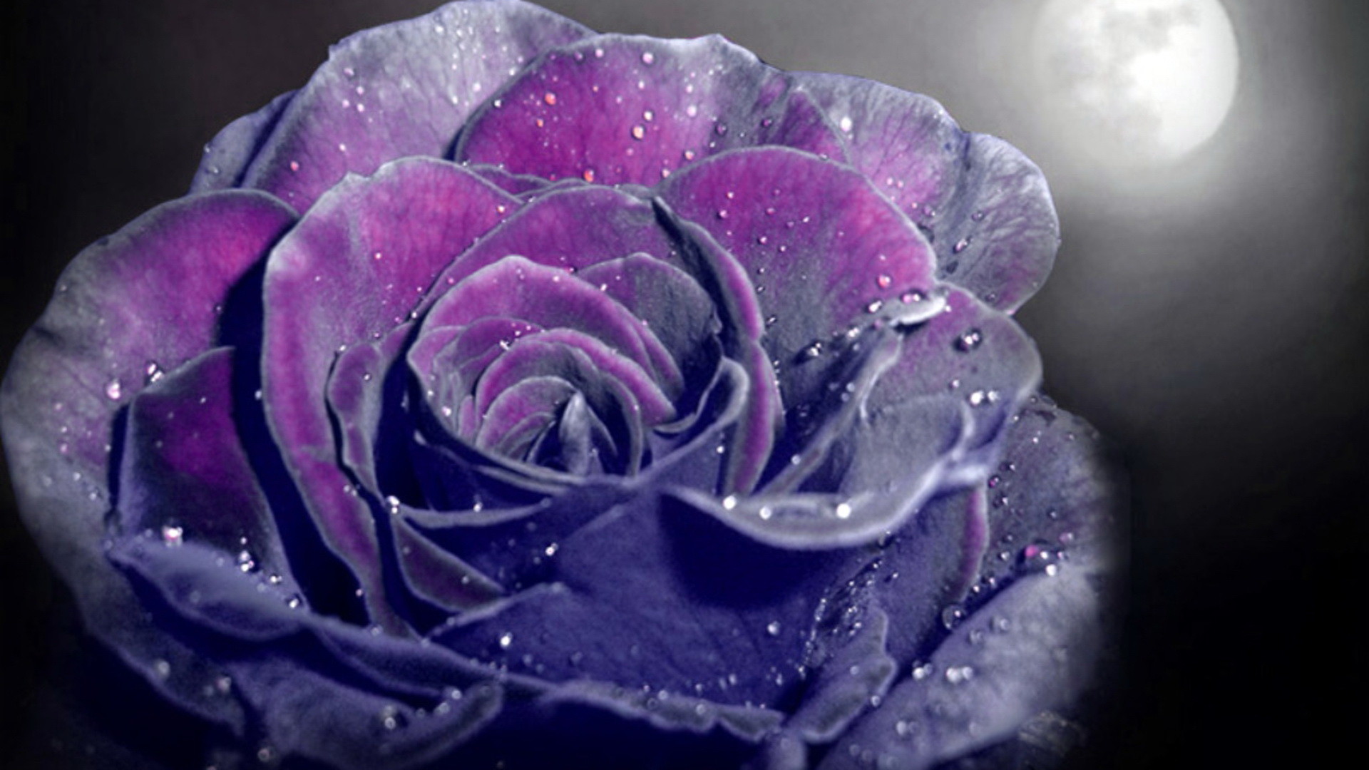 1920x1080 Beautiful Dark Magenta Velvet Rose Wallpaper 