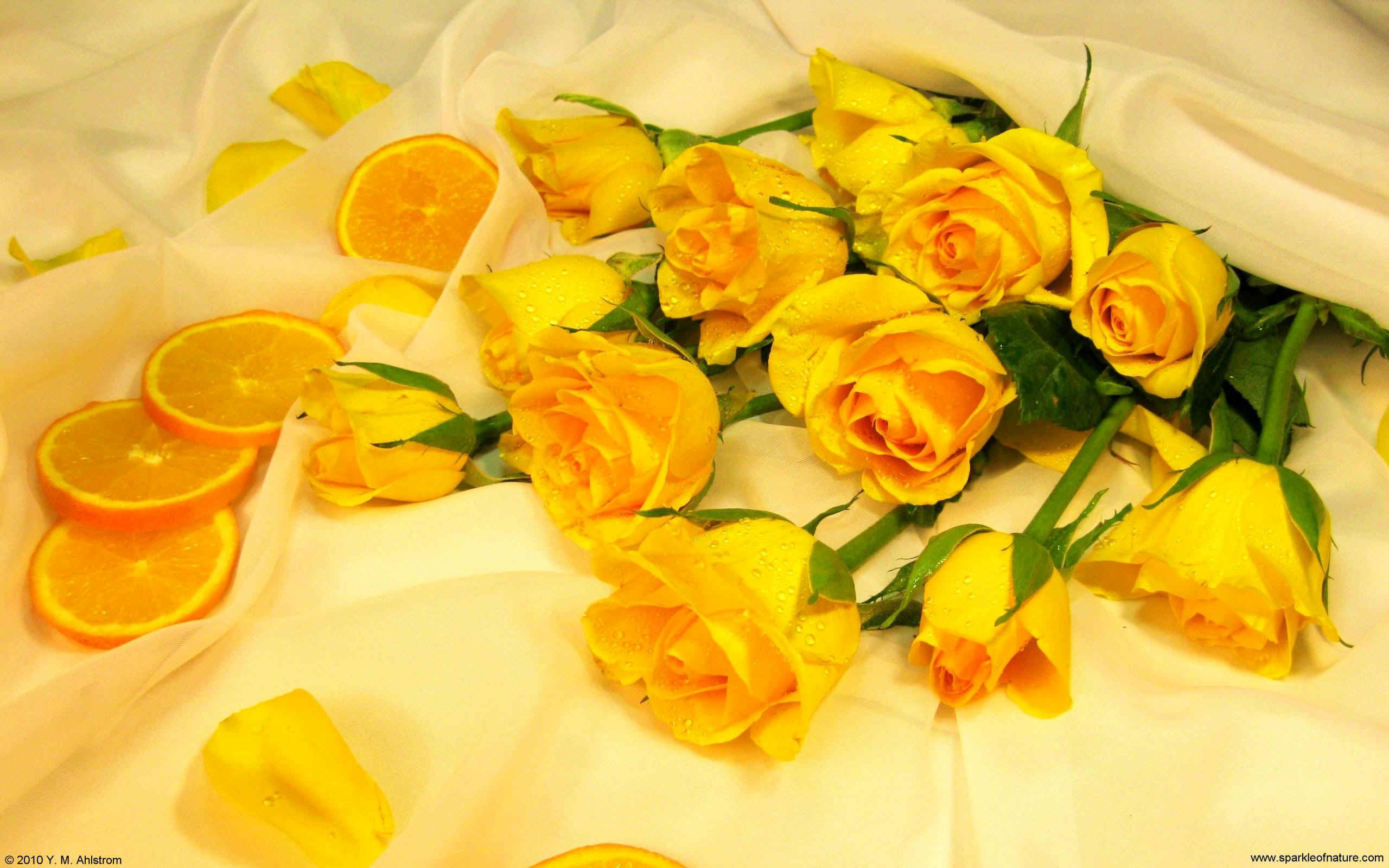 2560x1600 Wallpapers For > Yellow Roses Wallpaper Desktop Background