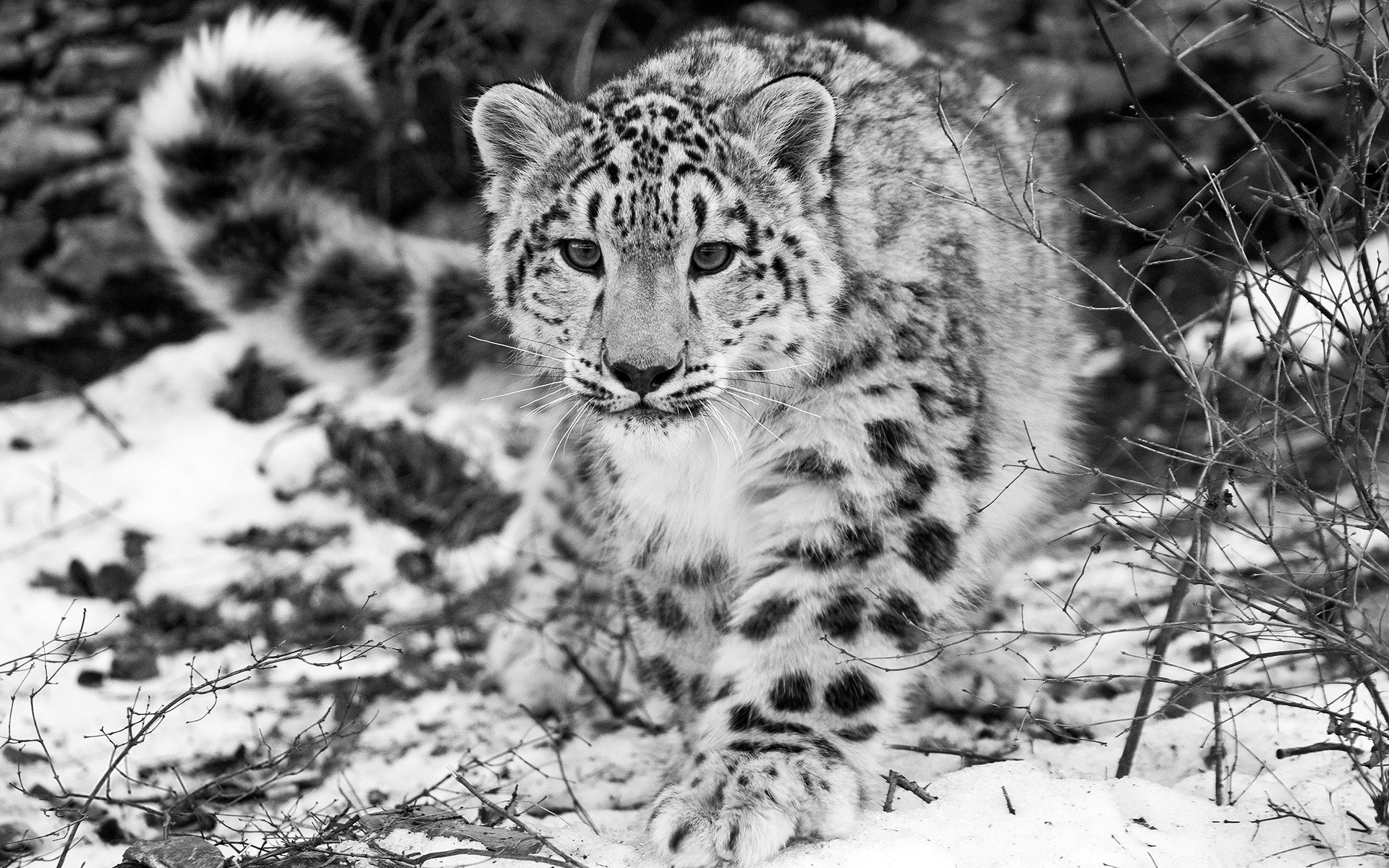 1920x1200 Cute Snow Leopard Wallpaper